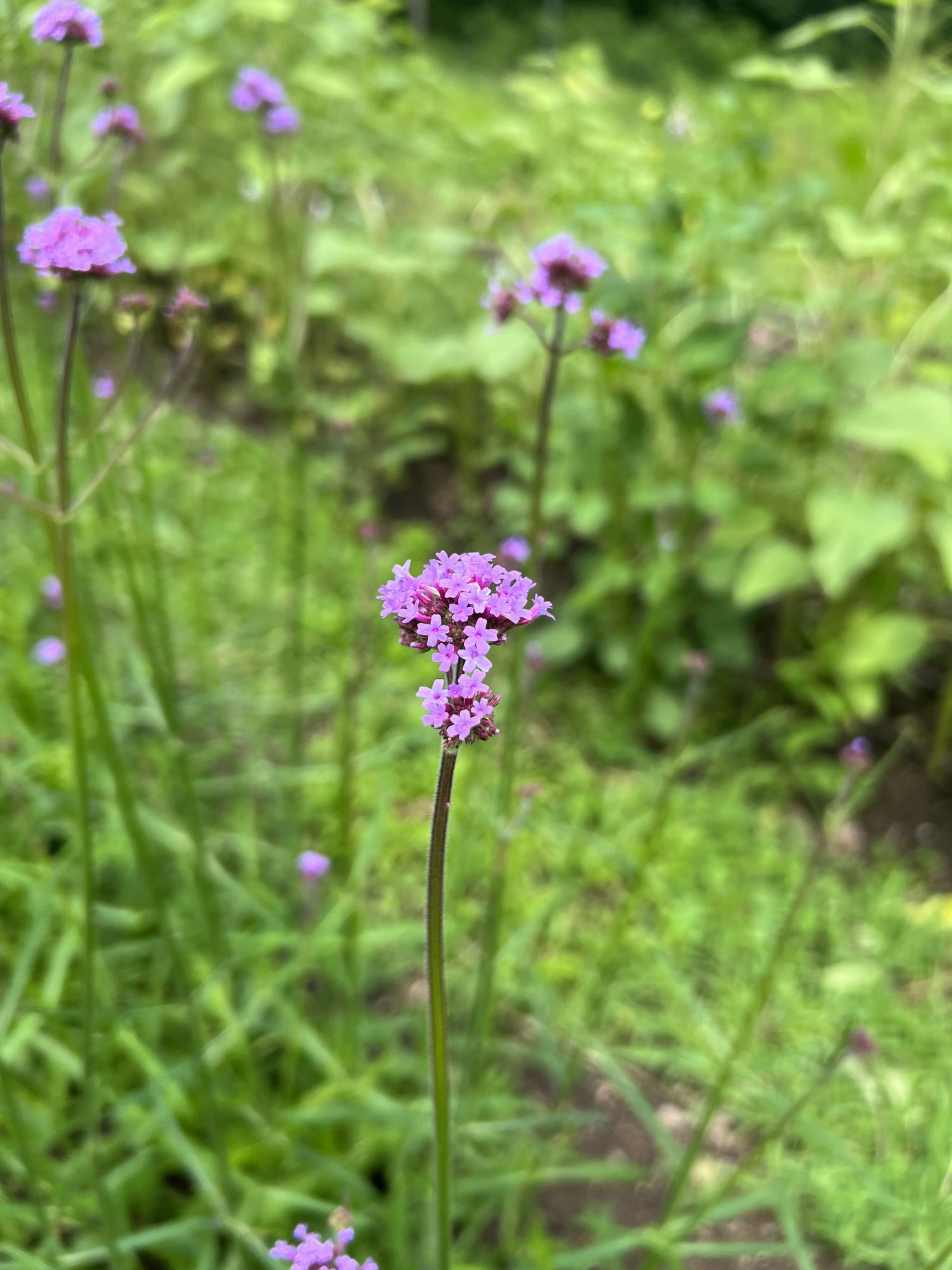VERBENA bonariensis