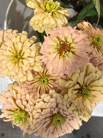 ZINNIA elegans Linen