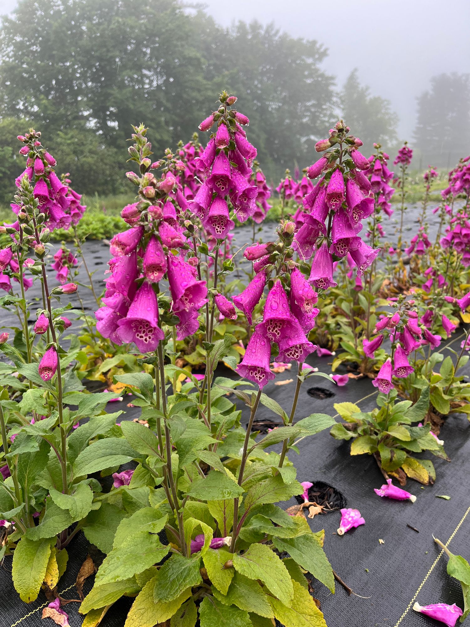 DIGITALIS purpurea Camelot Rose