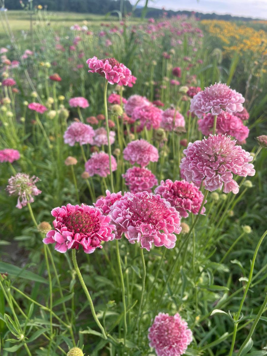 SCABIOSA atropurpurea Salmon Queen