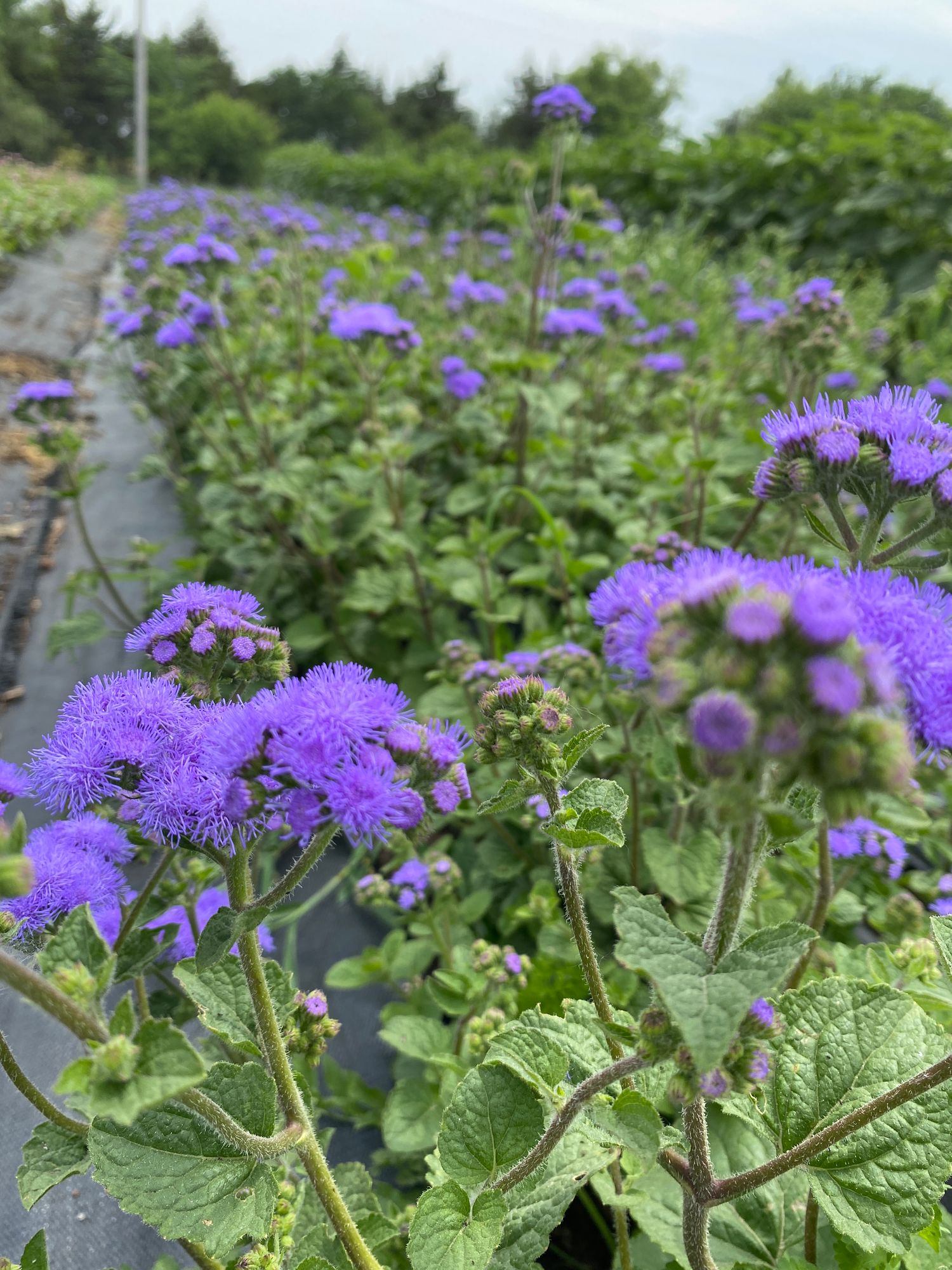 AGERATUM houstonianum Tall Blue Planet