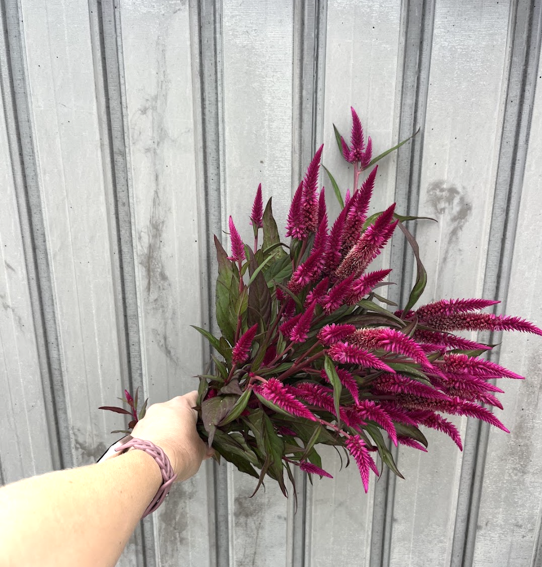 CELOSIA argentea spicata Flamingo Purple