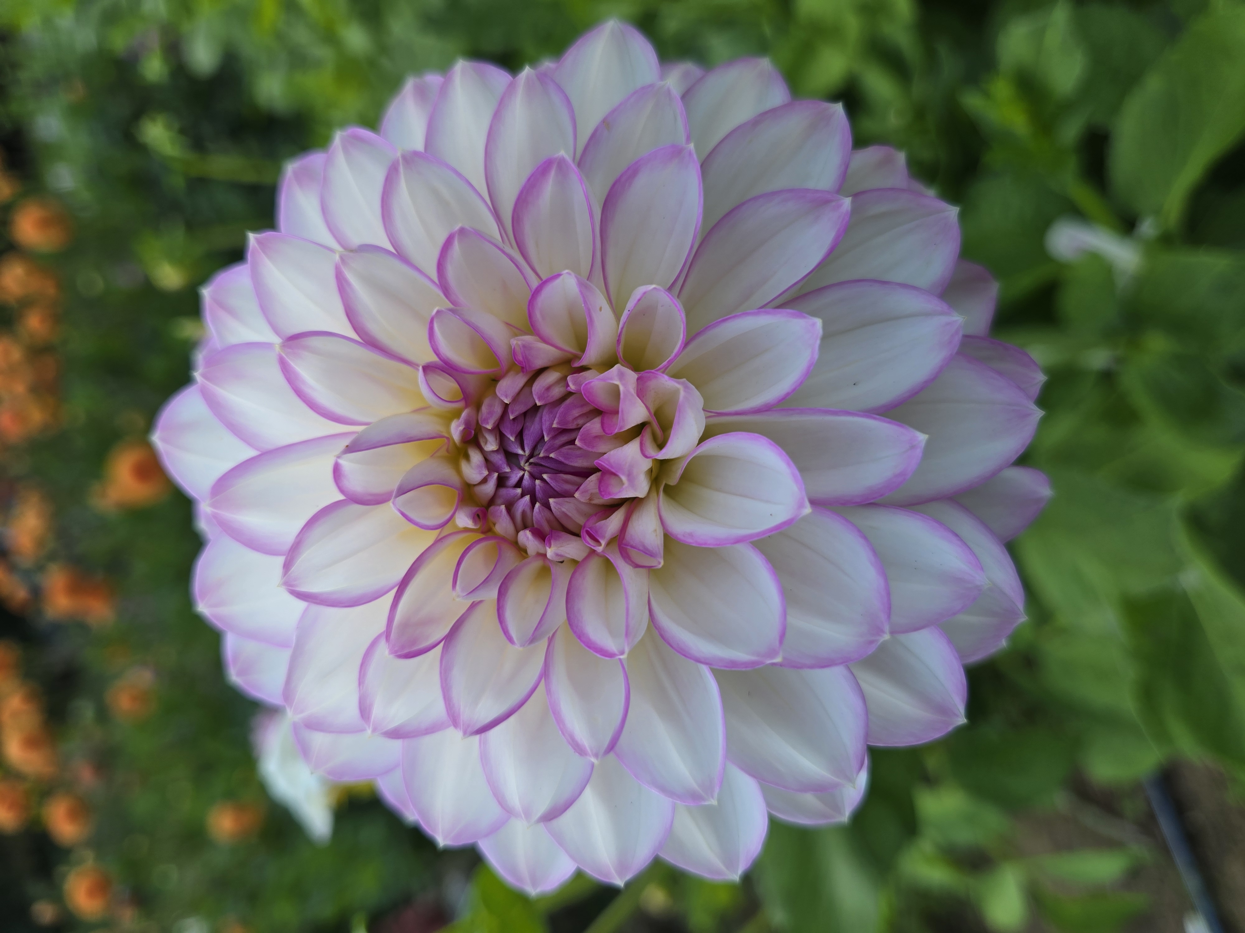 DAHLIA Arbatax