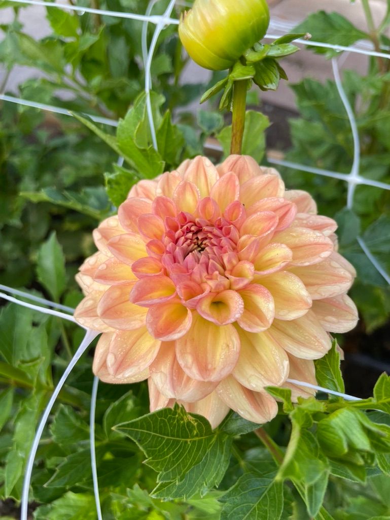 DAHLIA Larks Ebbe