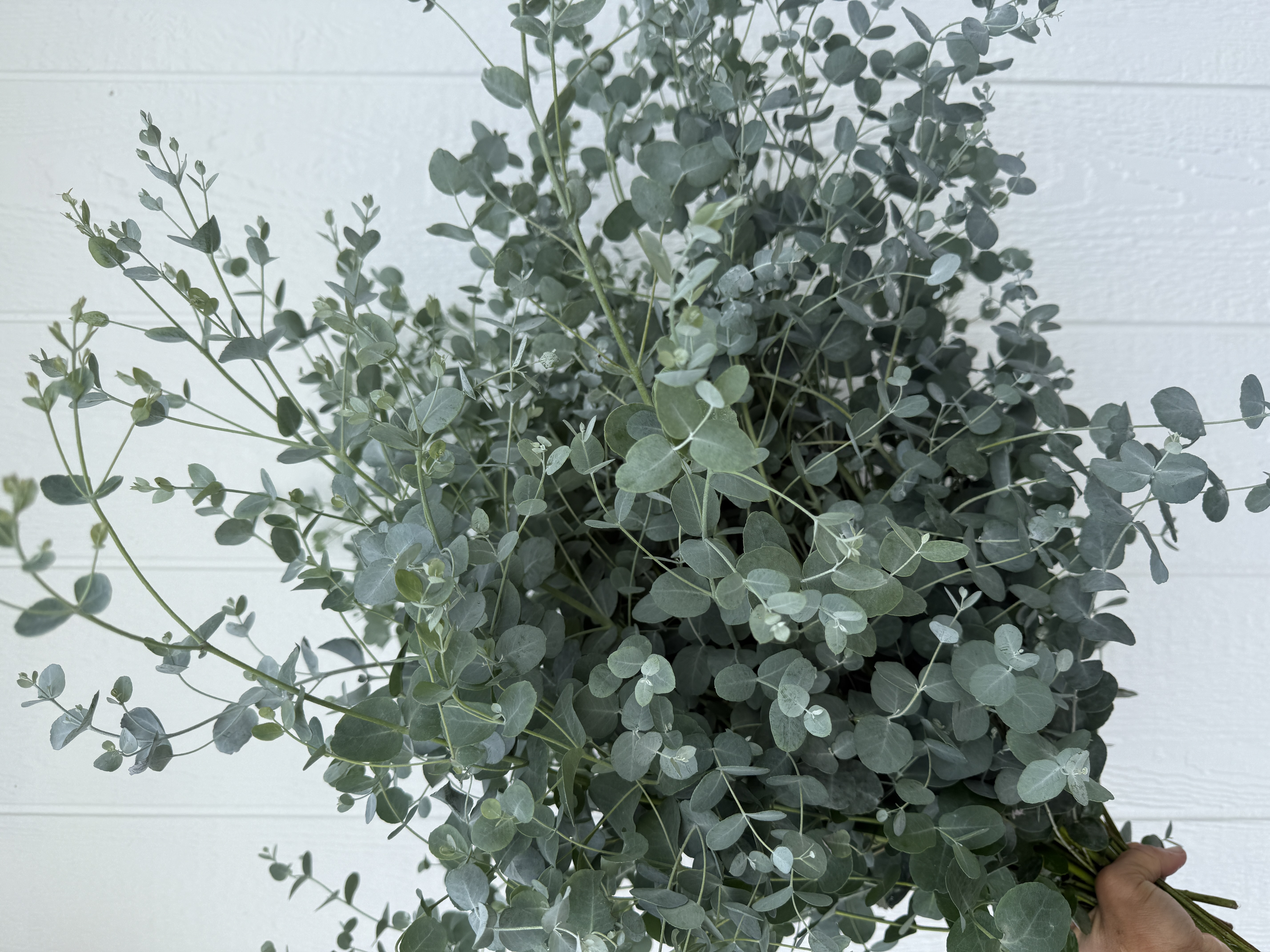 EUCALYPTUS gunnii Silver Drop