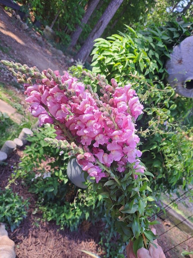 ANTIRRHINUM majus