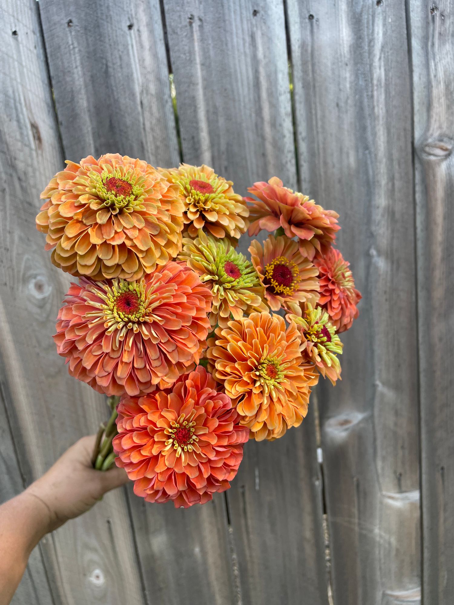 ZINNIA elegans Queen Lime Orange