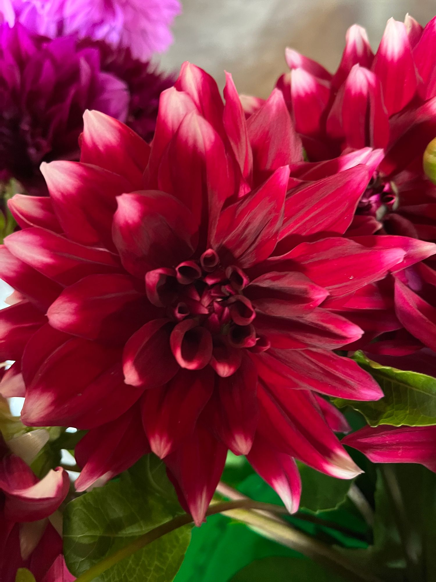 DAHLIA Decorative