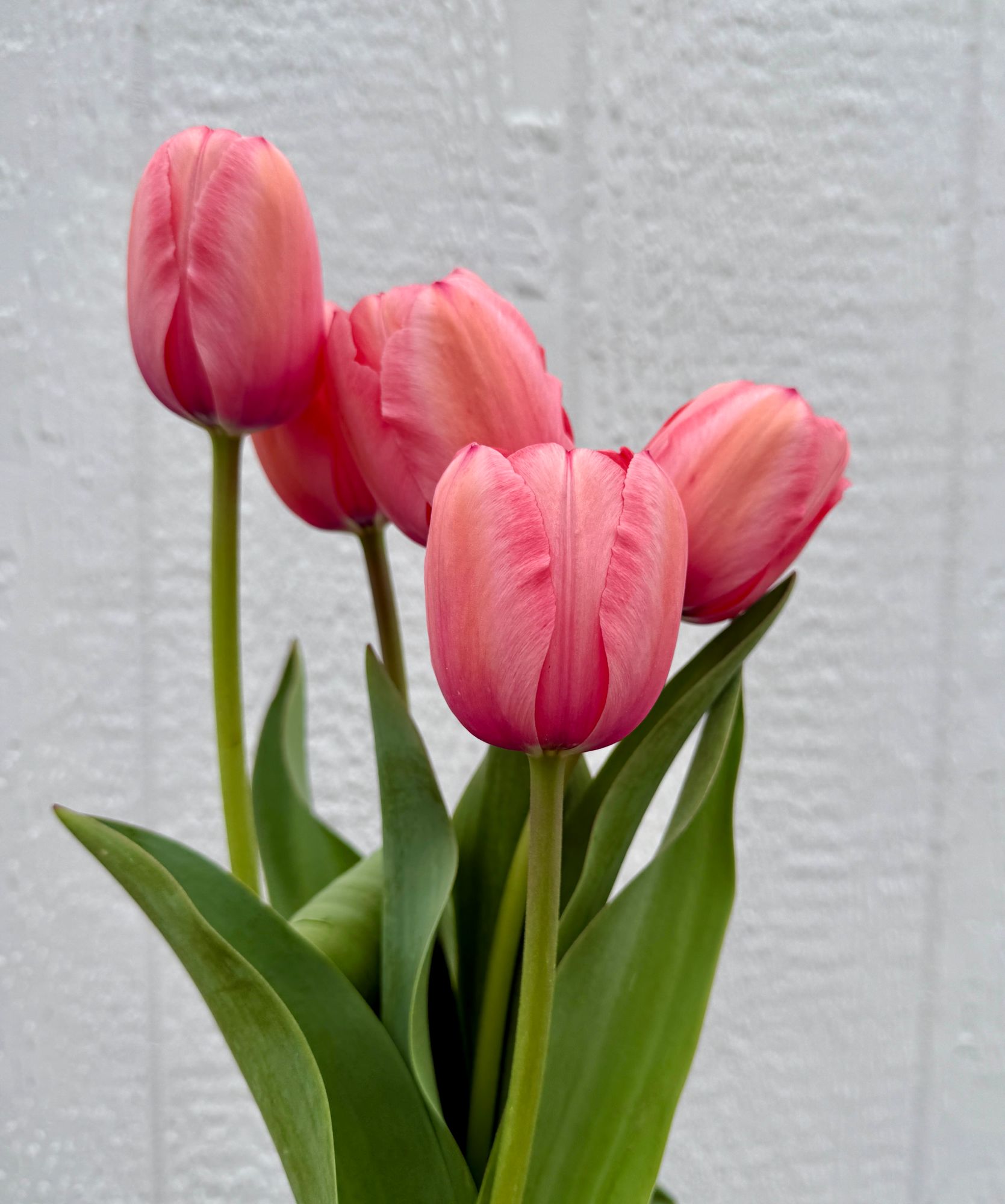 TULIPA