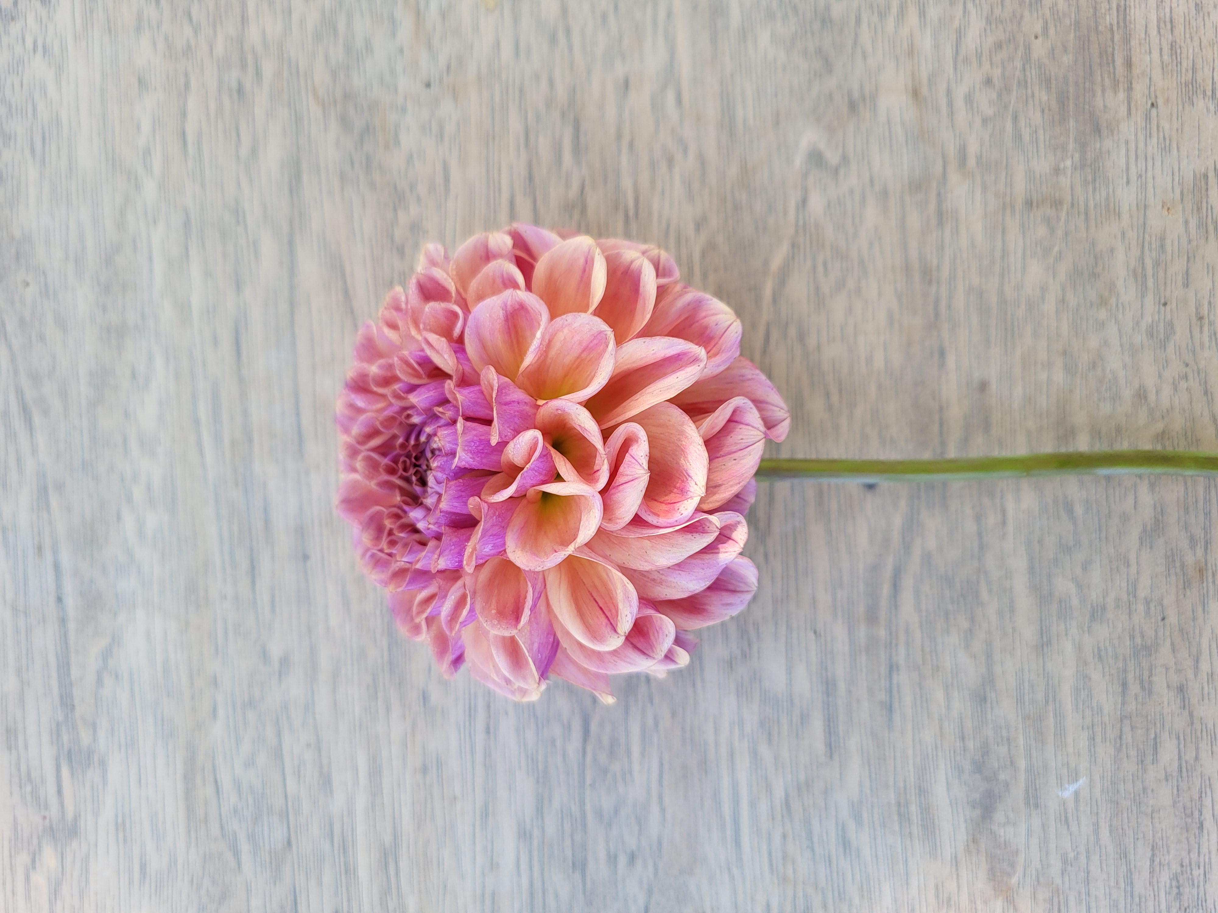 DAHLIA Chewy