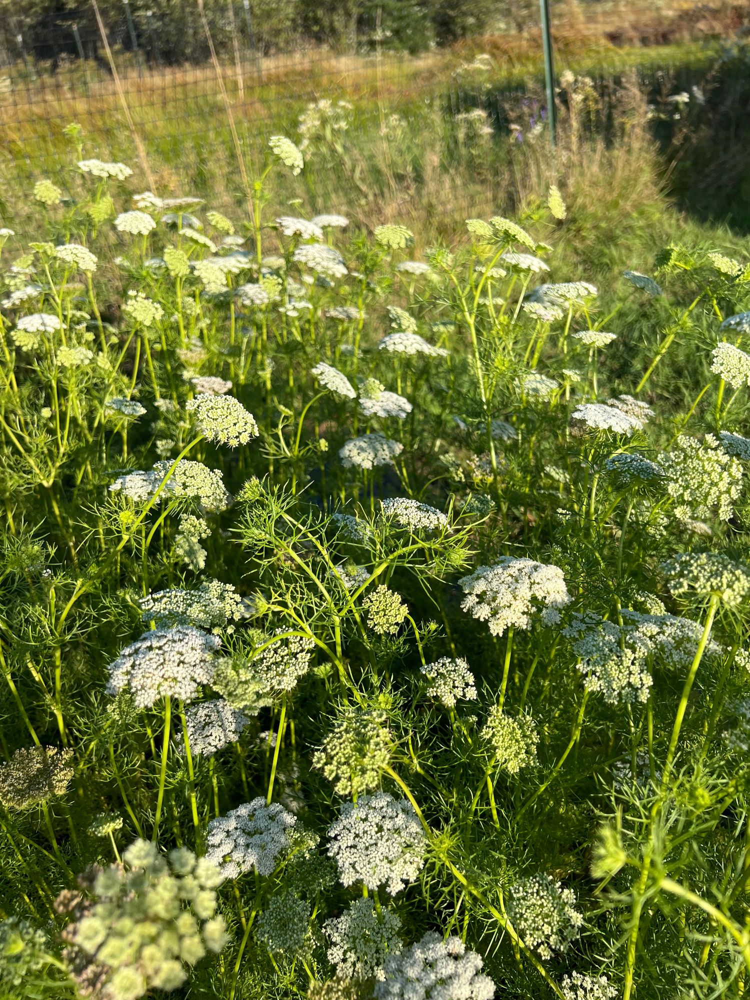 AMMI visnaga Green Mist