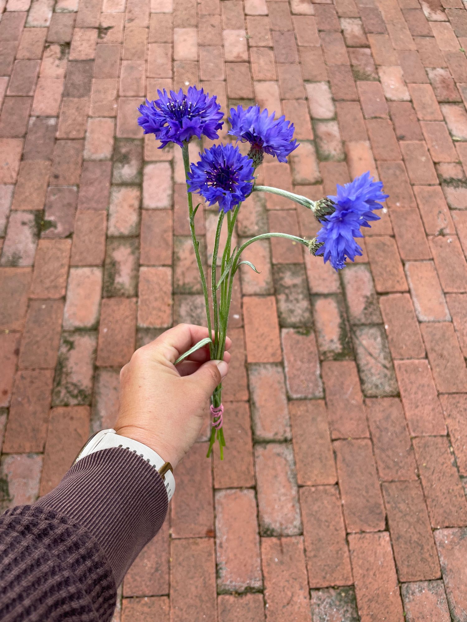 CENTAUREA cyanus Blue Boy