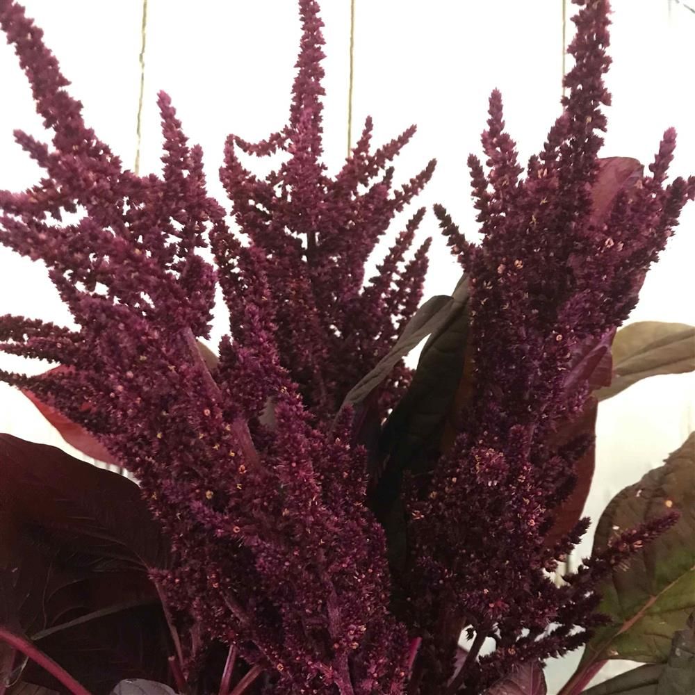 AMARANTHUS hypochondriacus Red Garnet