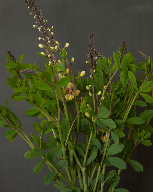 BAPTISIA x Lemon Meringue