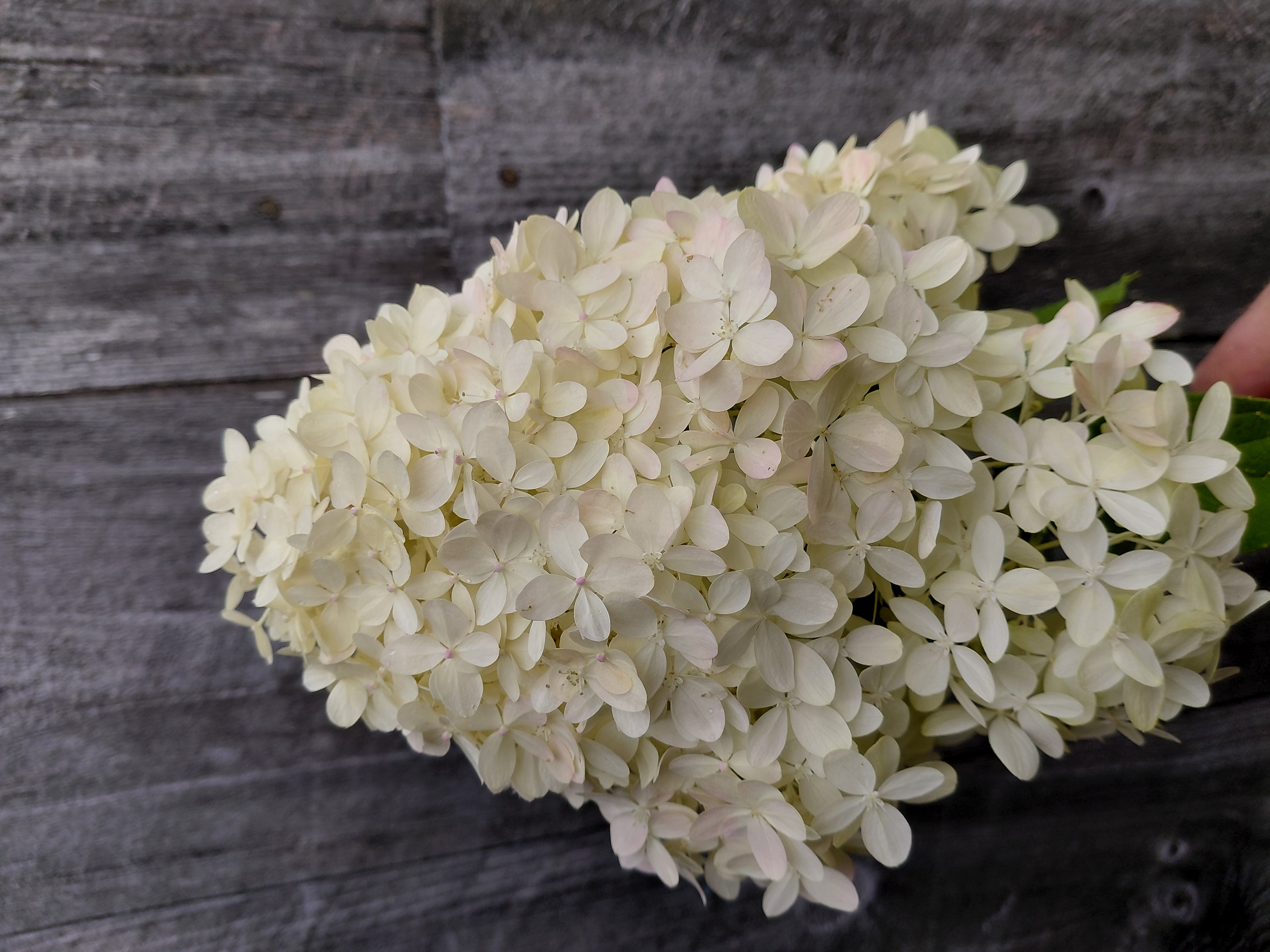 HYDRANGEA paniculata Limelight