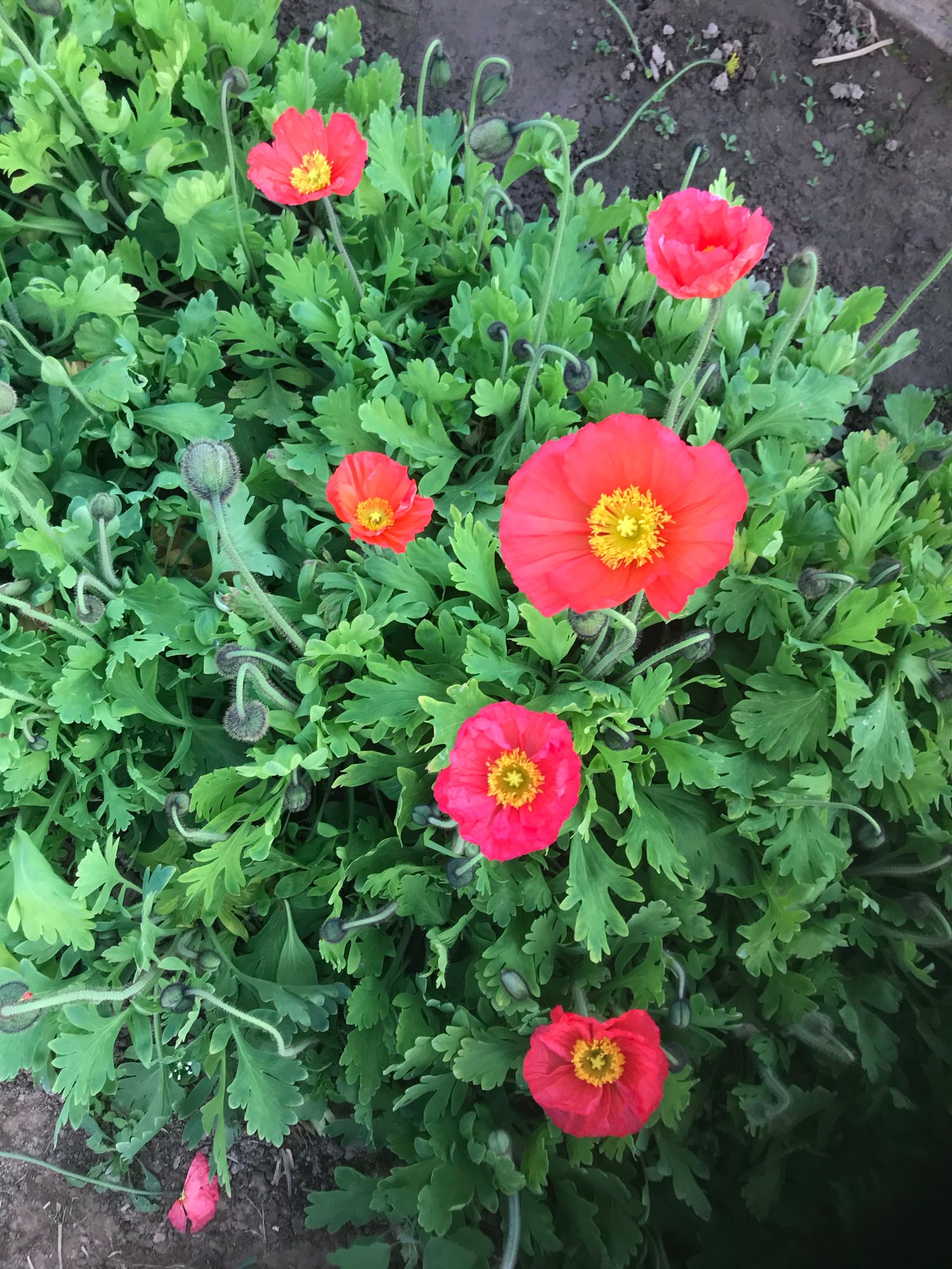 PAPAVER nudicaule Champagne Bubbles