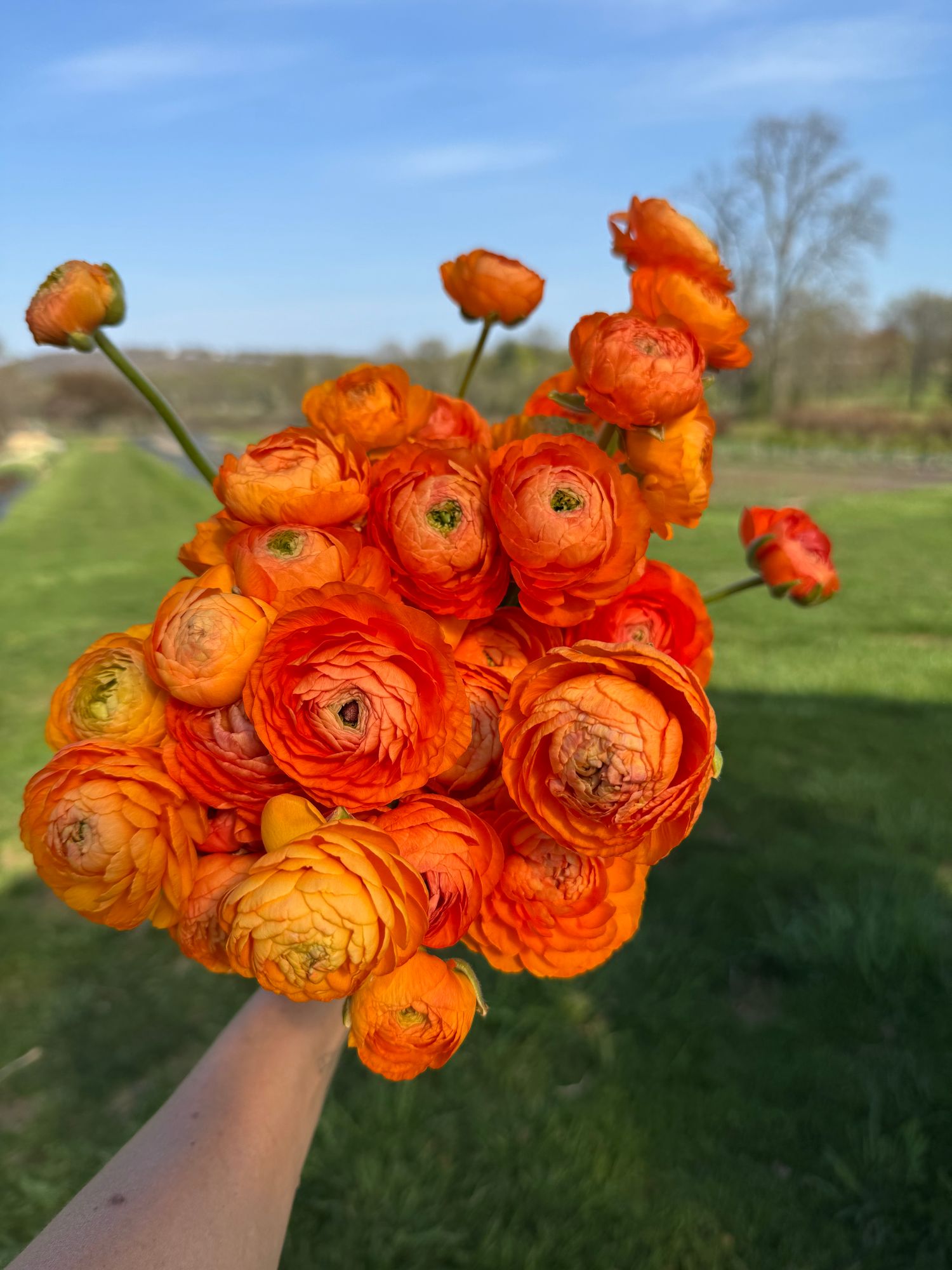 RANUNCULUS Amandine Orange