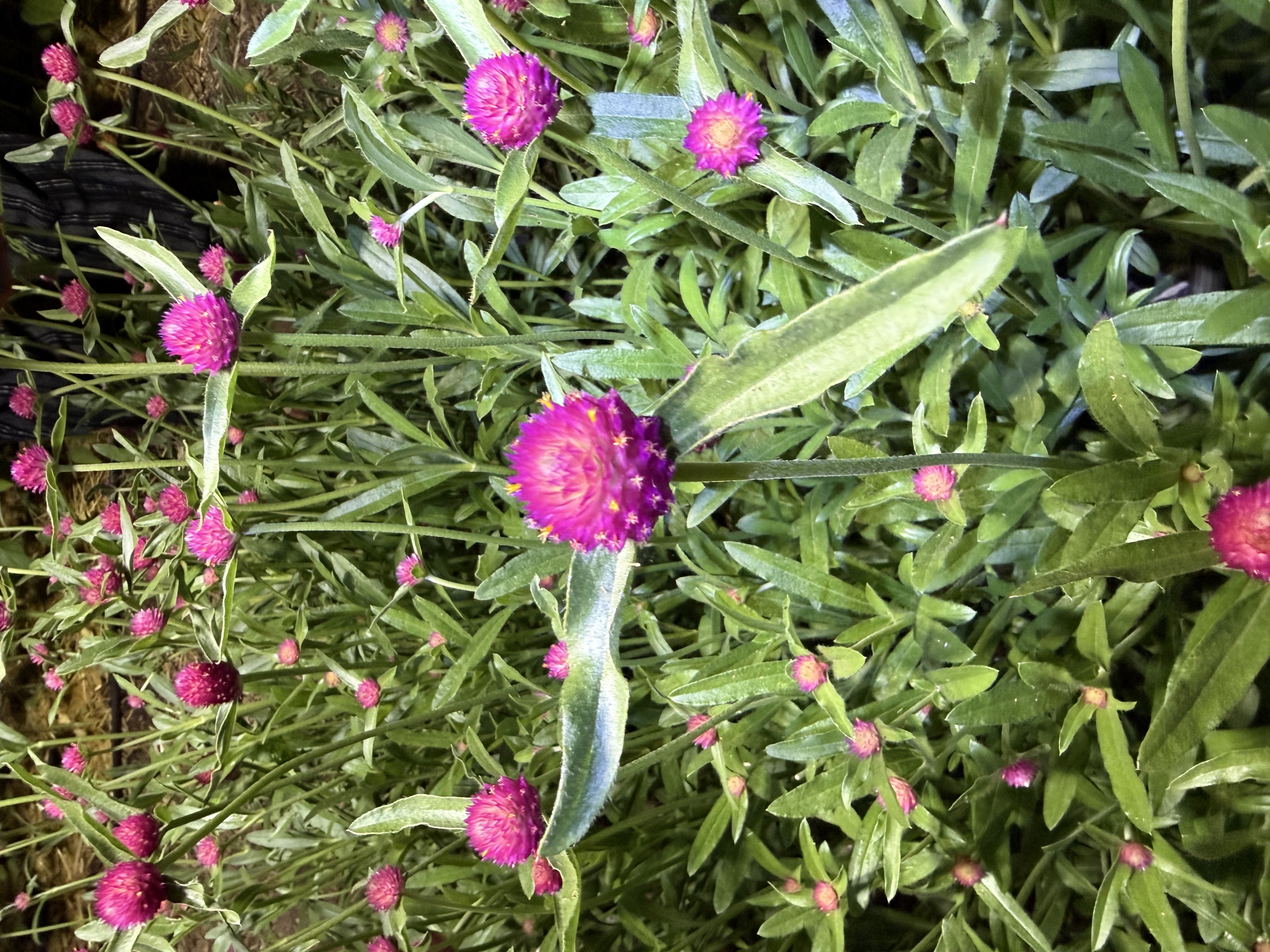 GOMPHRENA haageana QIS Carmine