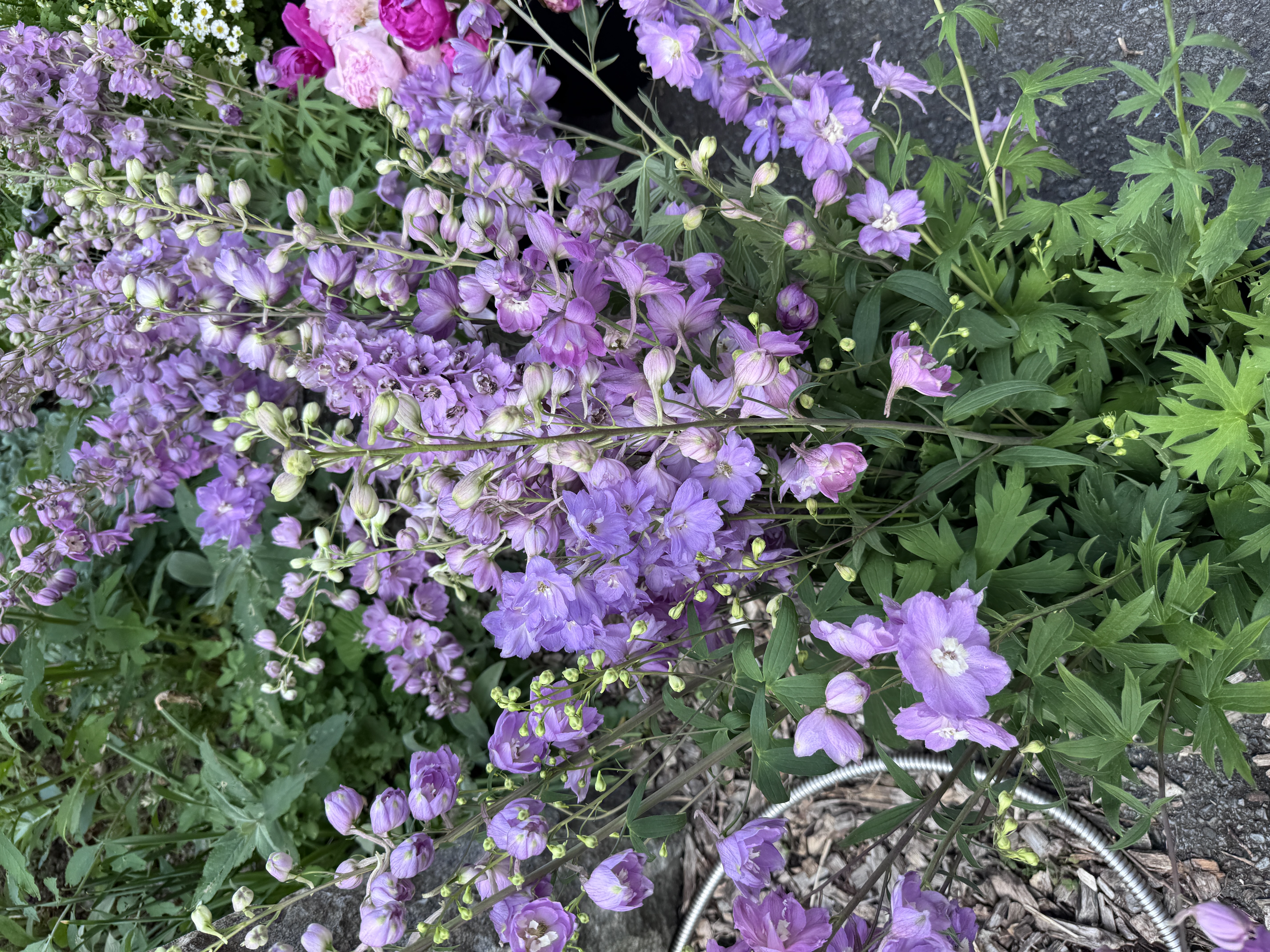 DELPHINIUM elatum Magic Fountains Lilac Pink White Bee