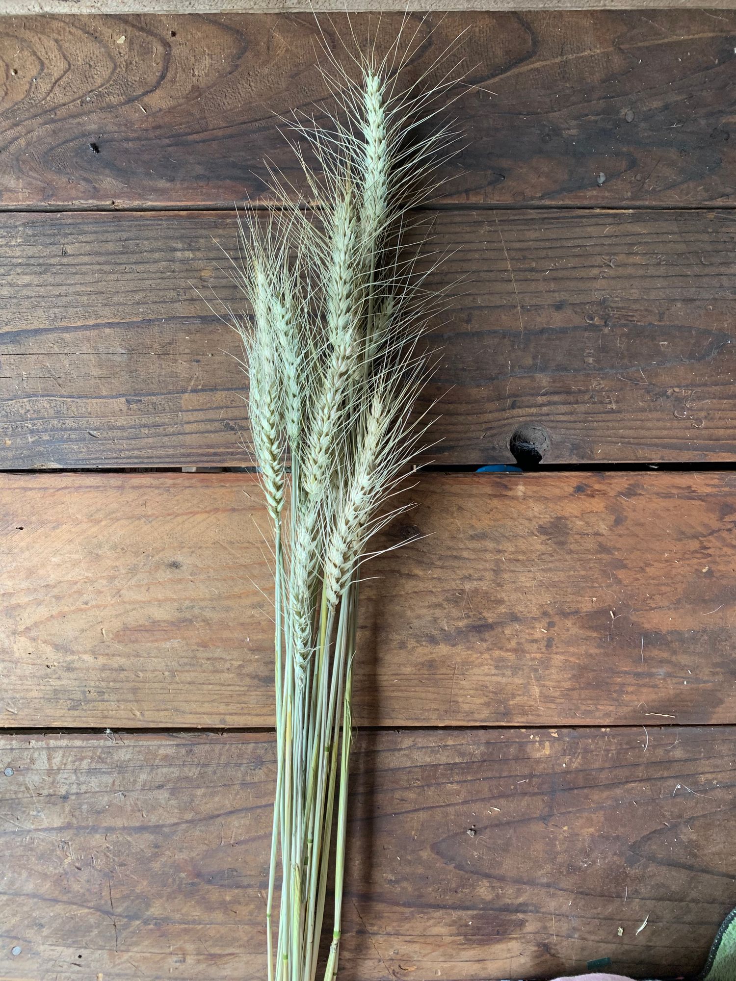 TRITICUM aestivum