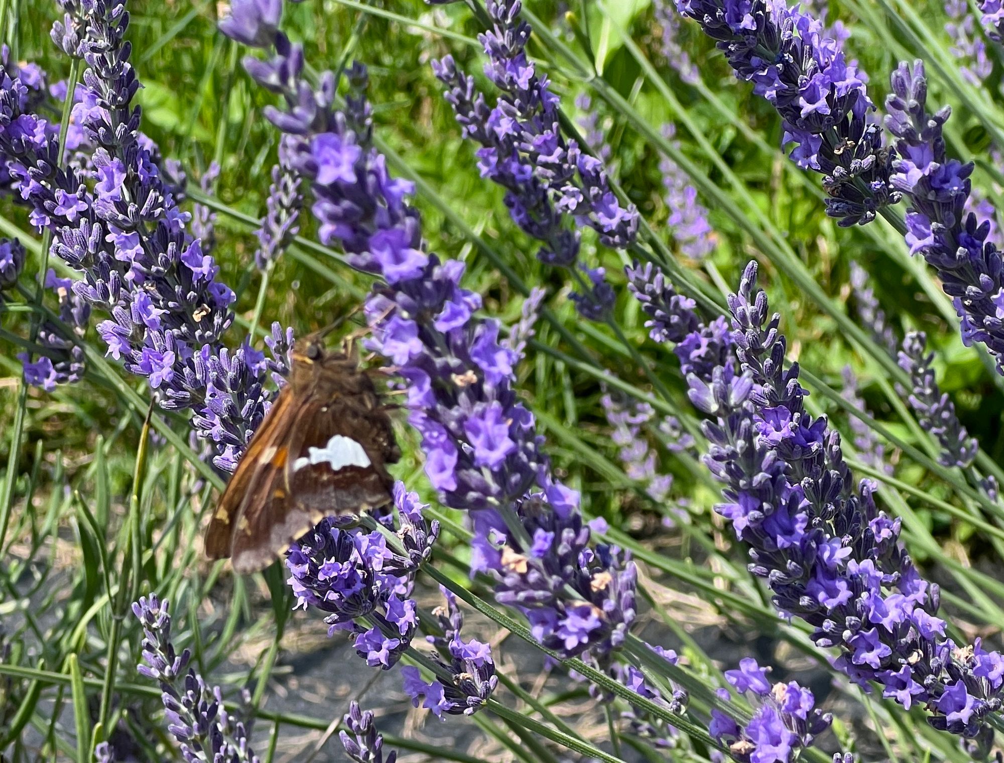 LAVENDULA x intermedia Phenomenal