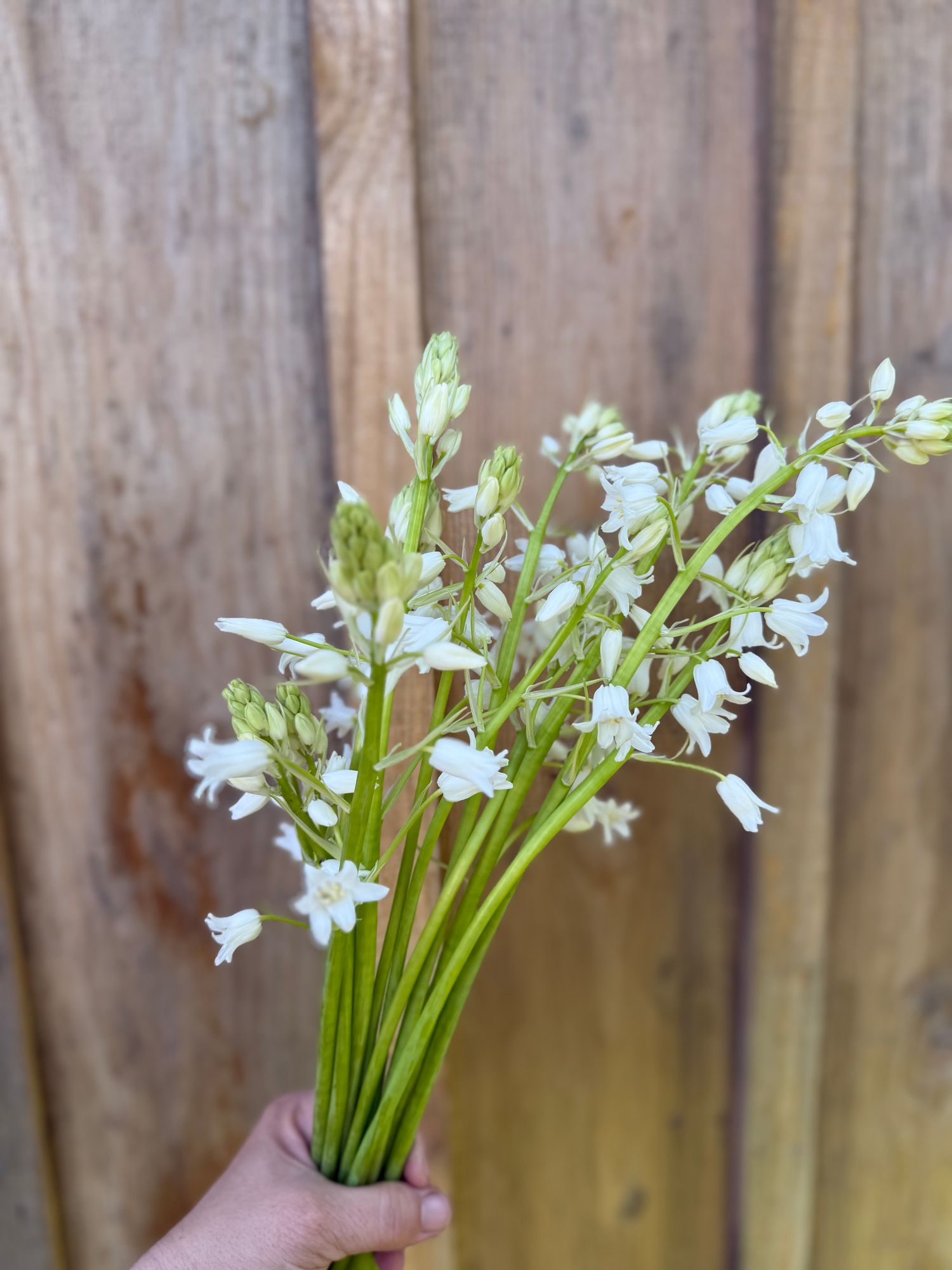CAMASSIA cusickii