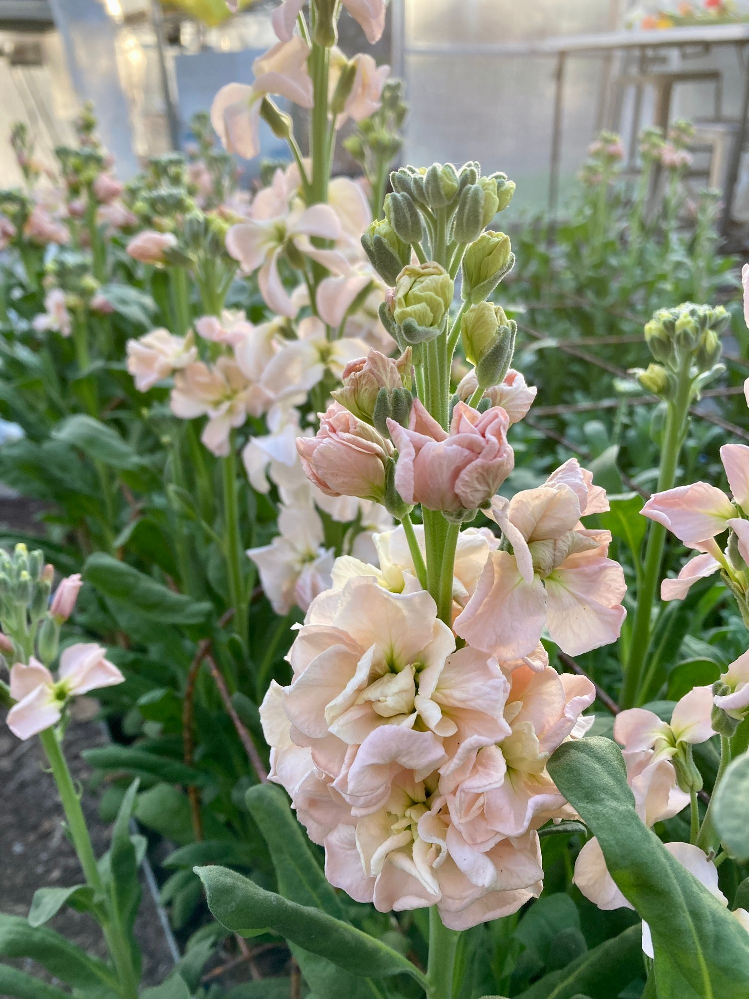 MATTHIOLA incana Iron