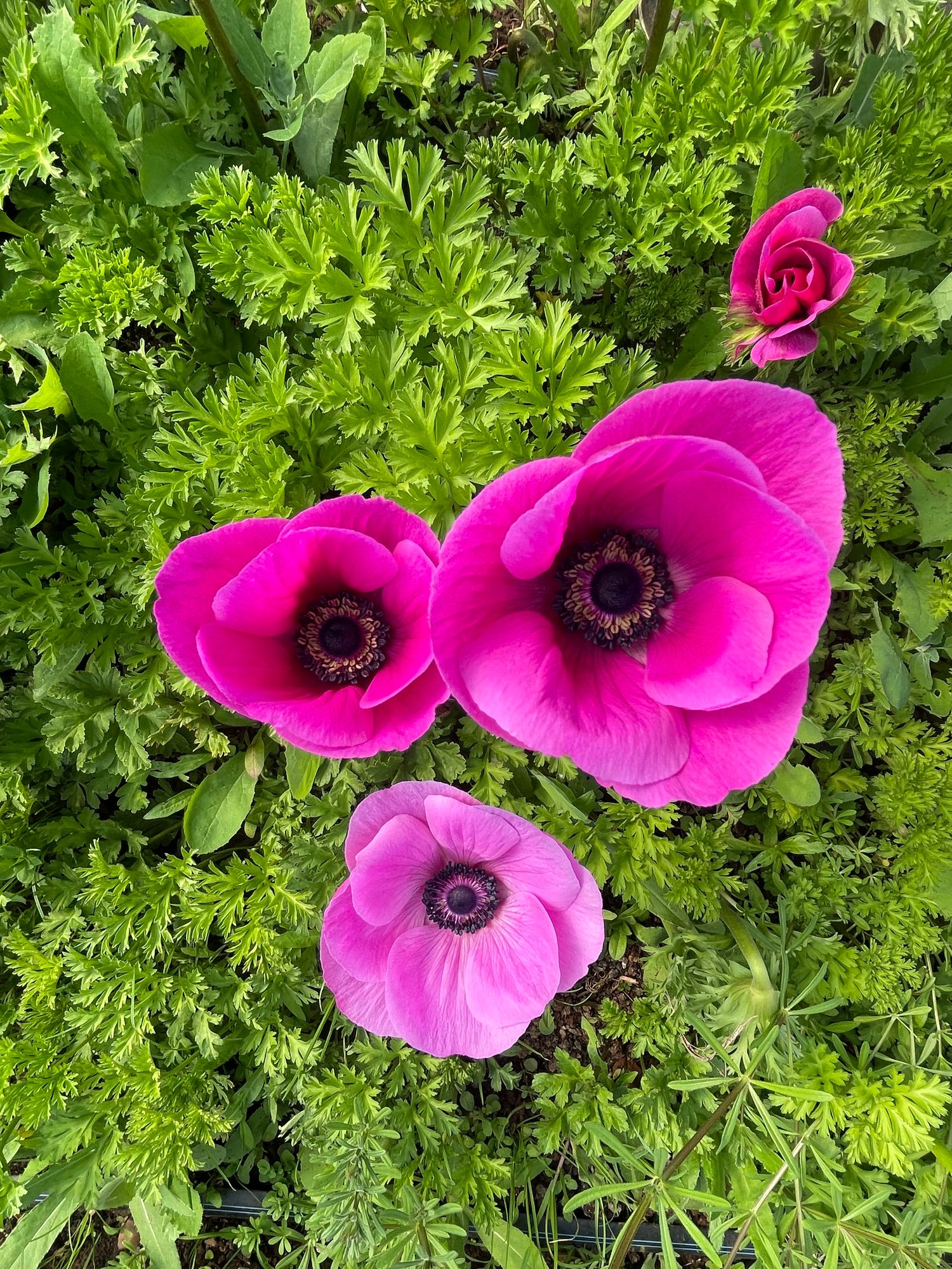 ANEMONE coronaria Galilee Pink