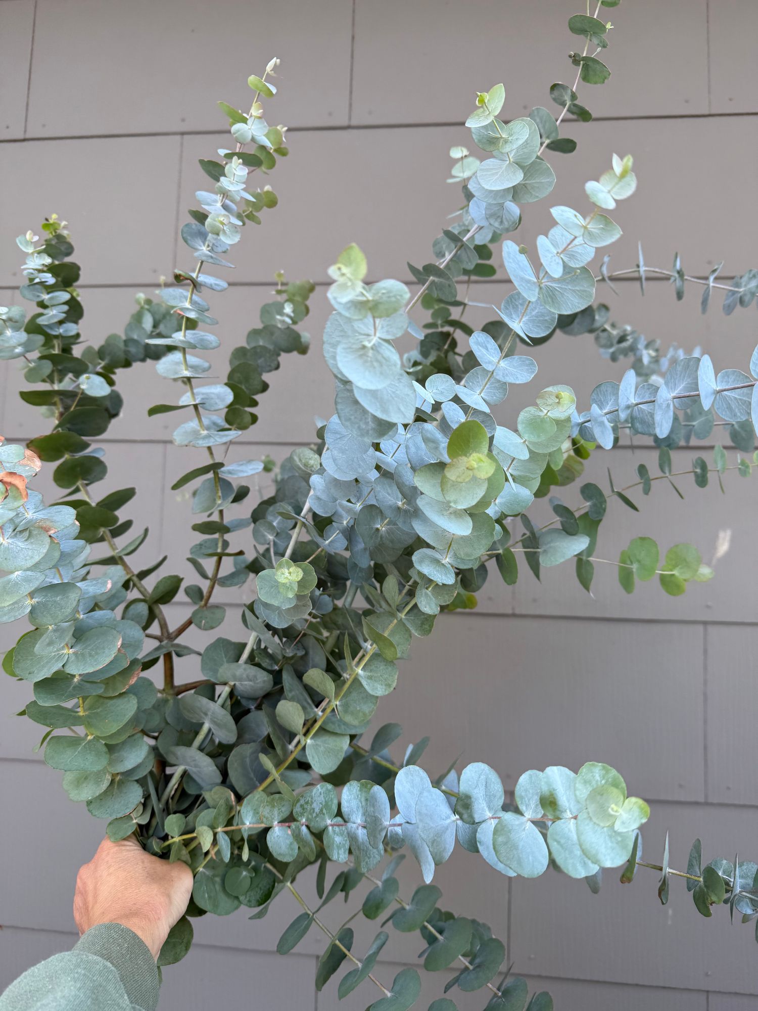 EUCALYPTUS