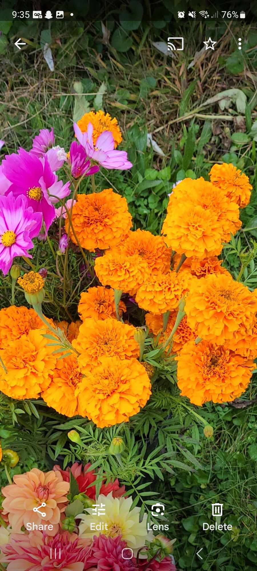 TAGETES erecta