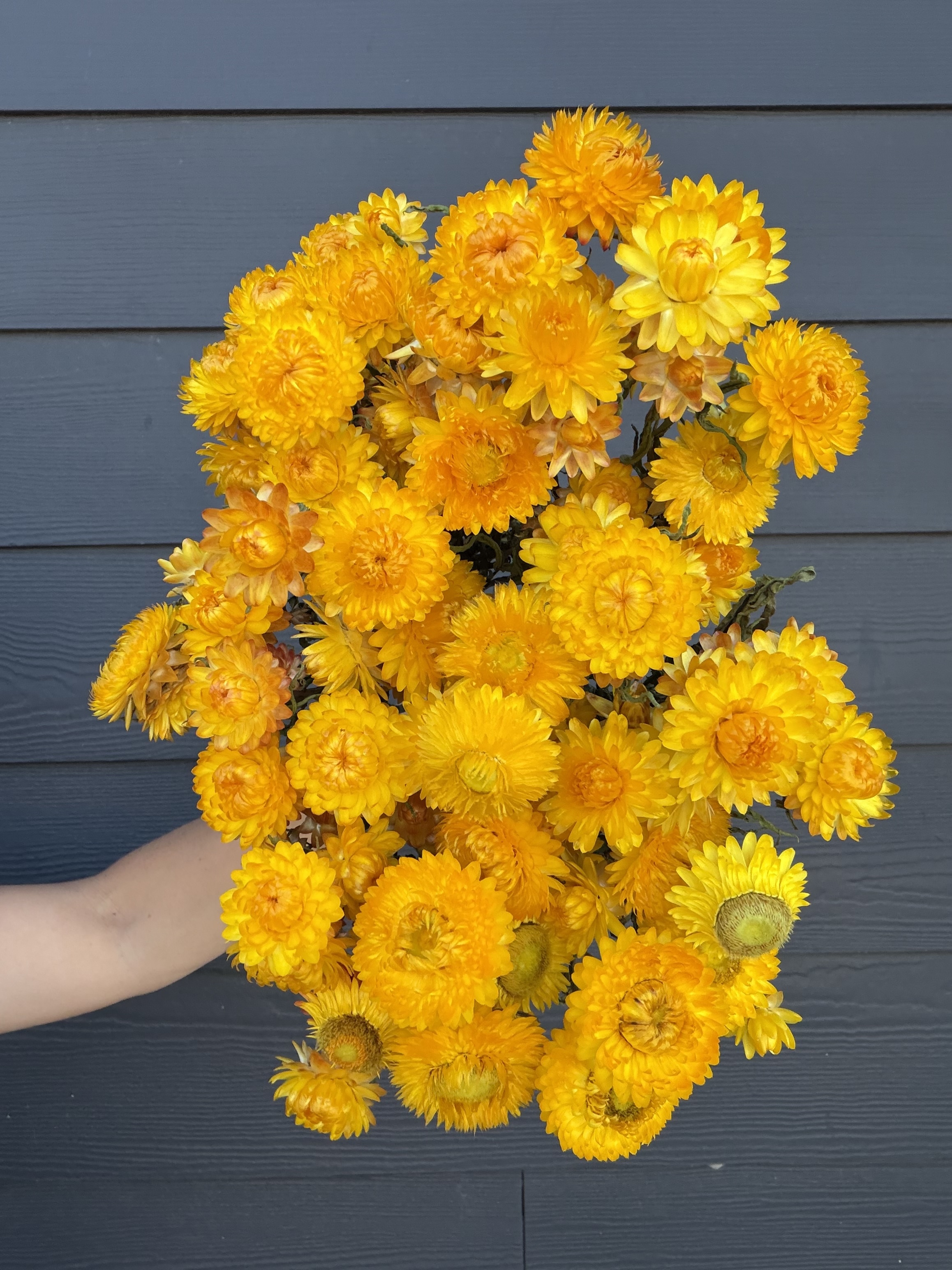 XEROCHRYSUM bracteatum King Size Gold