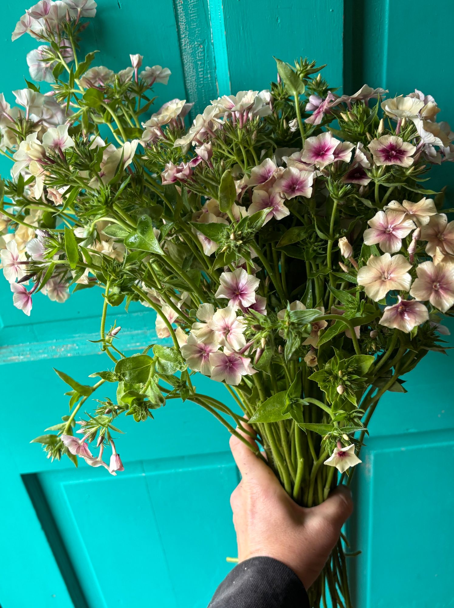 PHLOX drummondii Cherry Caramel