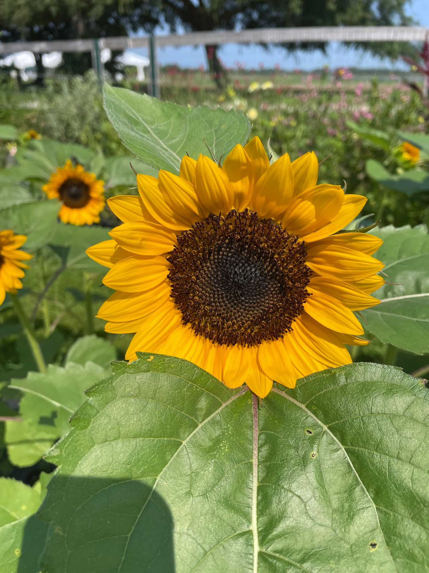 HELIANTHUS
