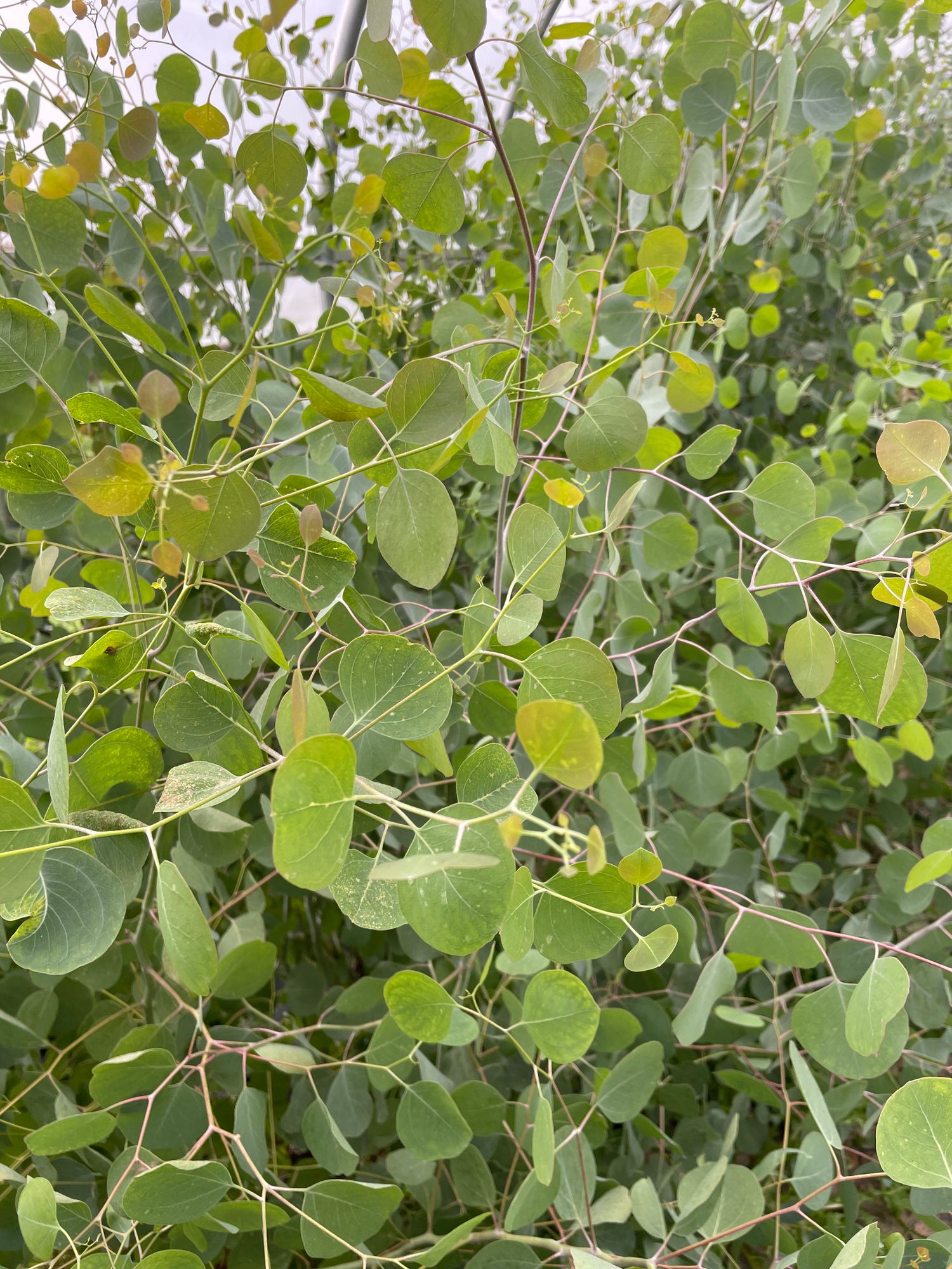 EUCALYPTUS polyanthemos