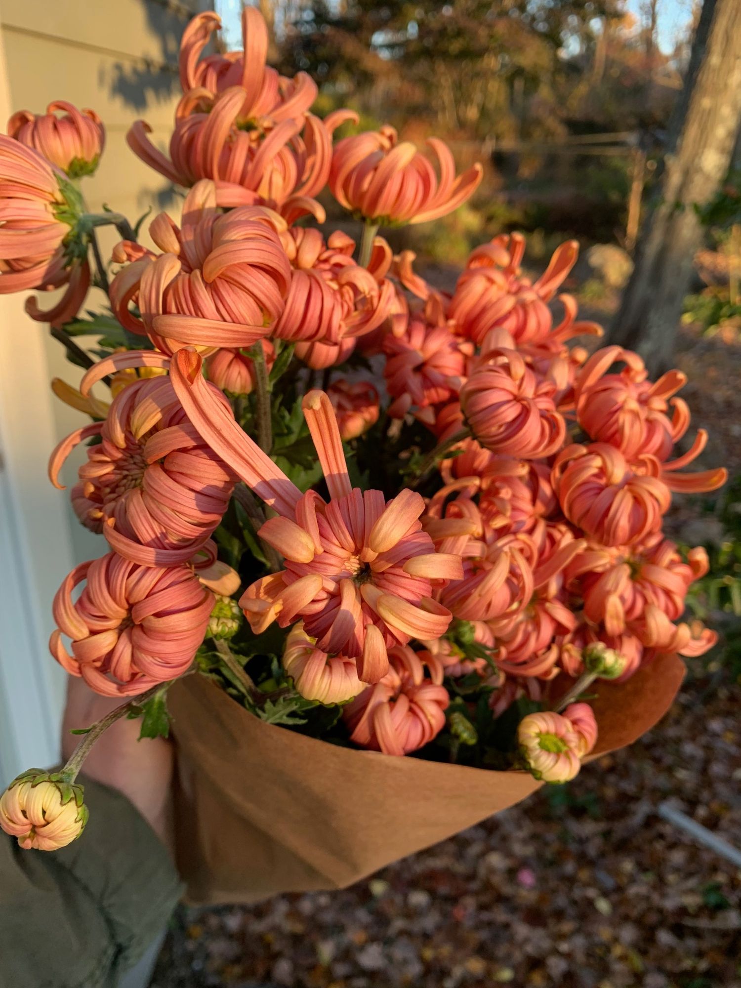 CHRYSANTHEMUM x morifolium River City