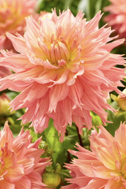 Potted Dahlia Plants - Omega