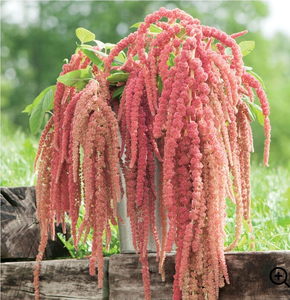 AMARANTHUS caudatus Coral Fountains