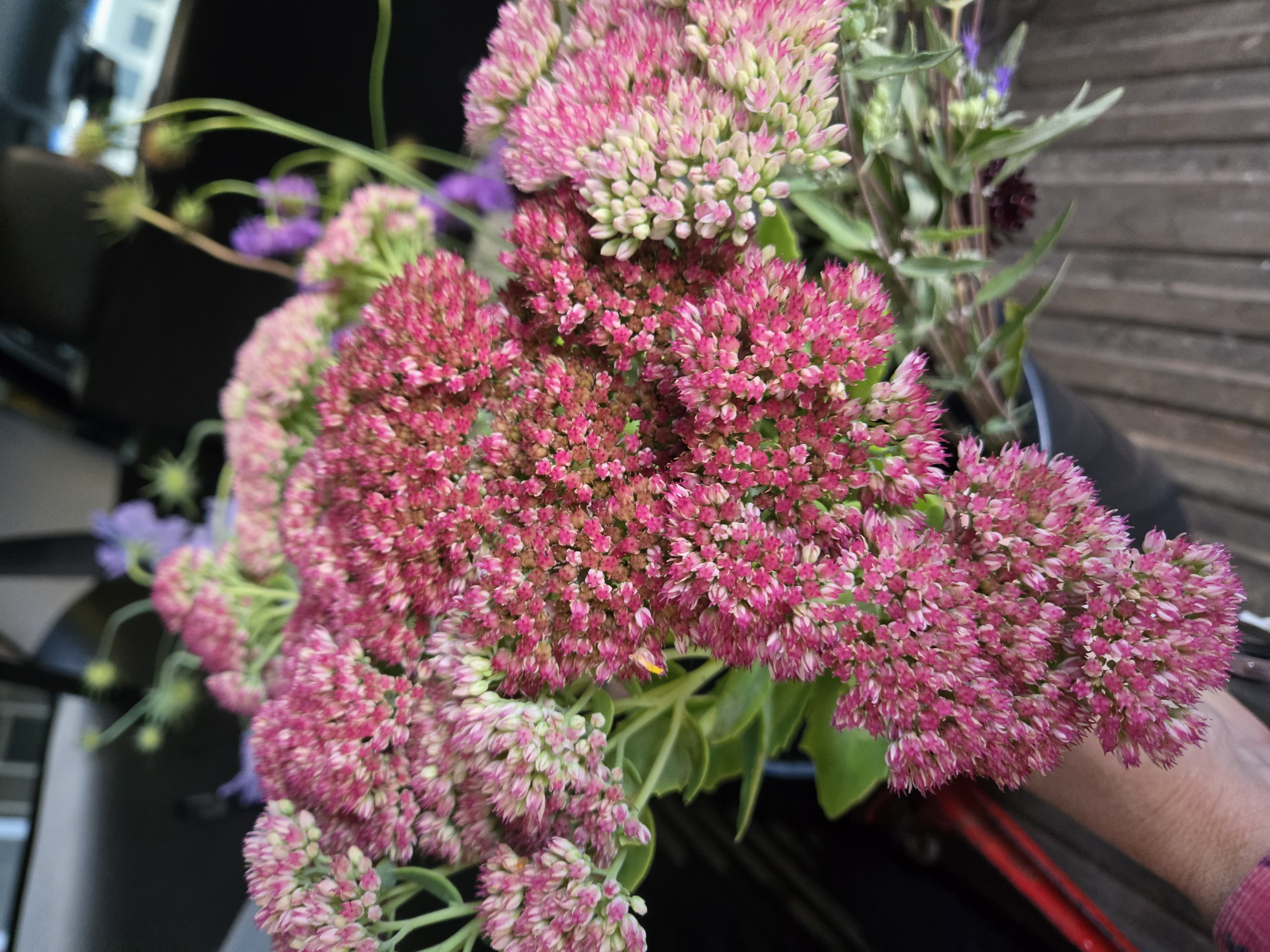 HYLOTELEPHIUM spectabile Autumn Joy