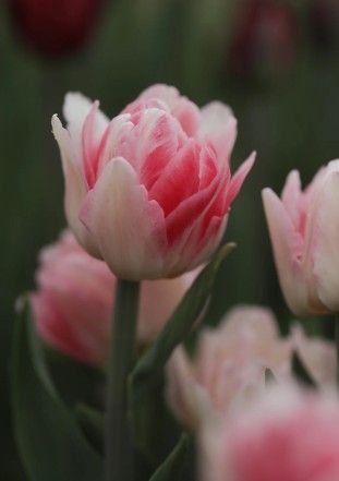 TULIPA Foxtrot