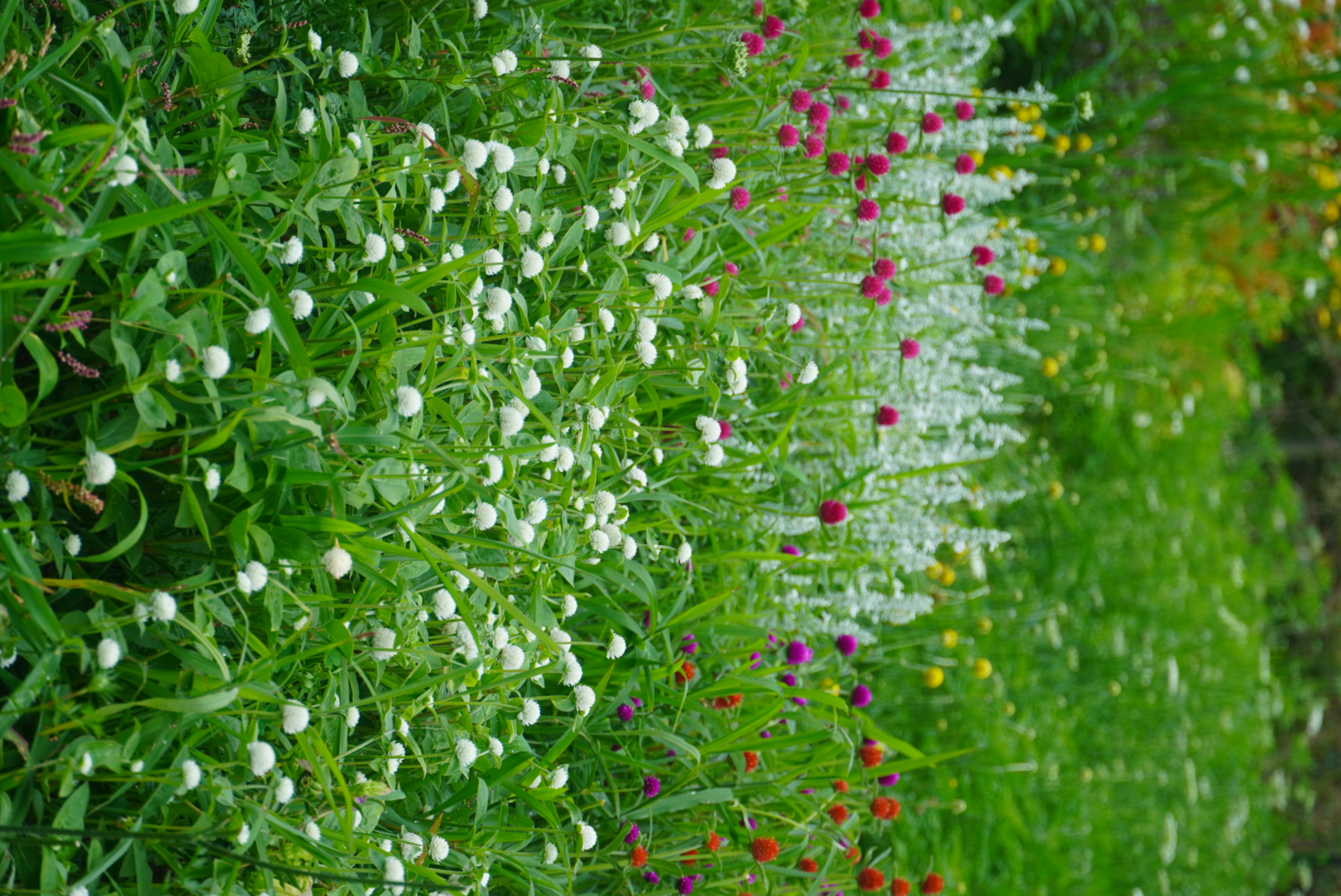 GOMPHRENA haageana