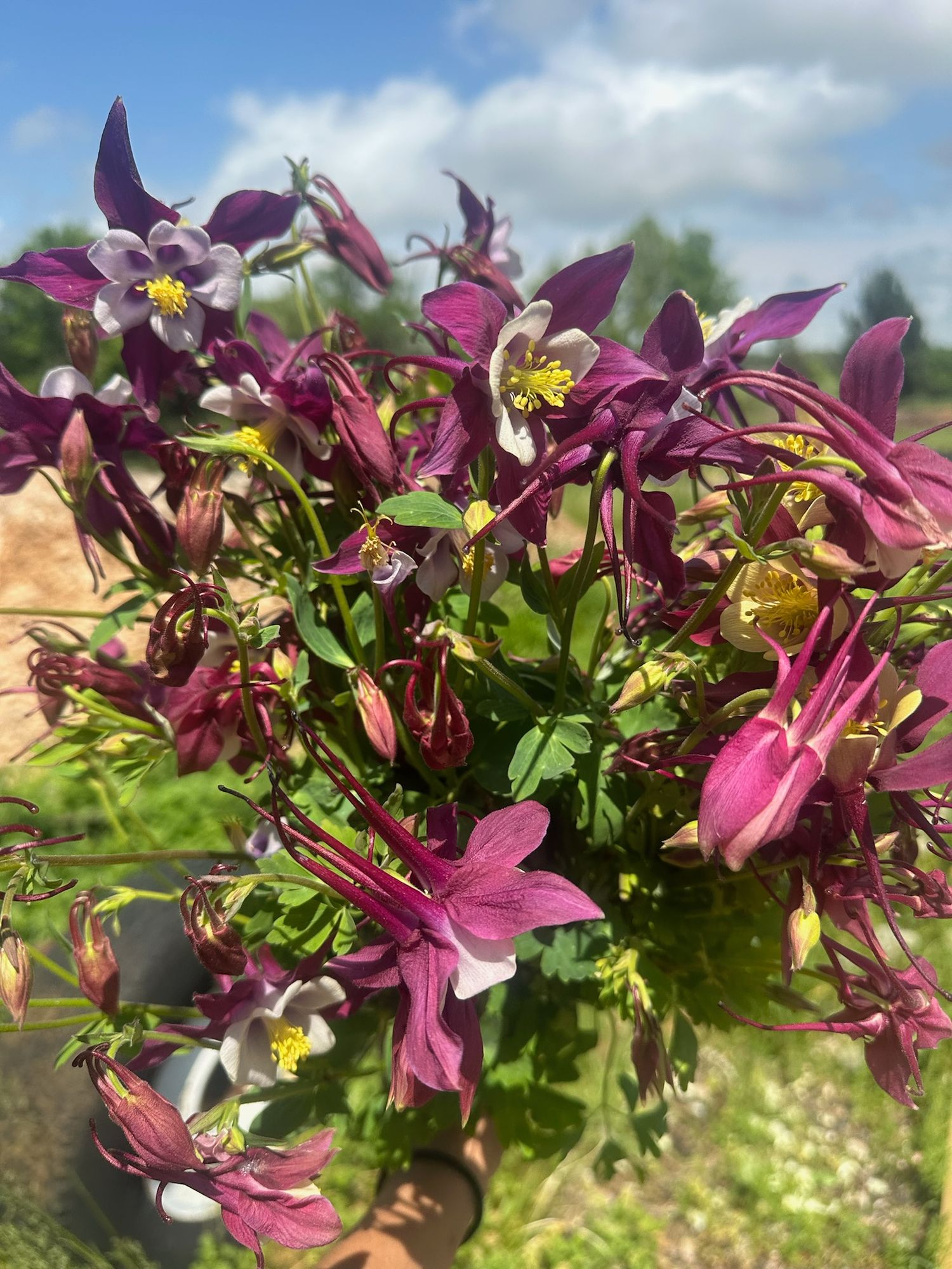AQUILEGIA caerulea McKana's Giants