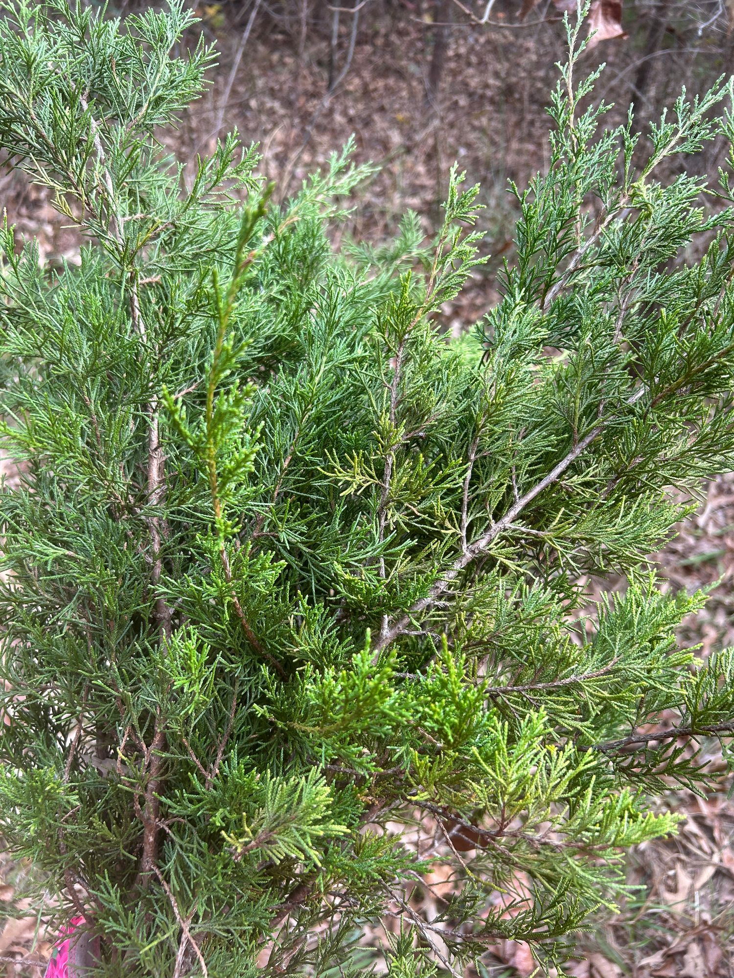 JUNIPERUS virginiana