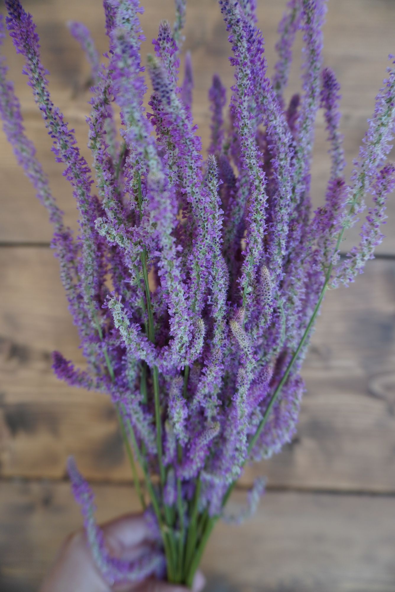 LIMONIUM suworowii