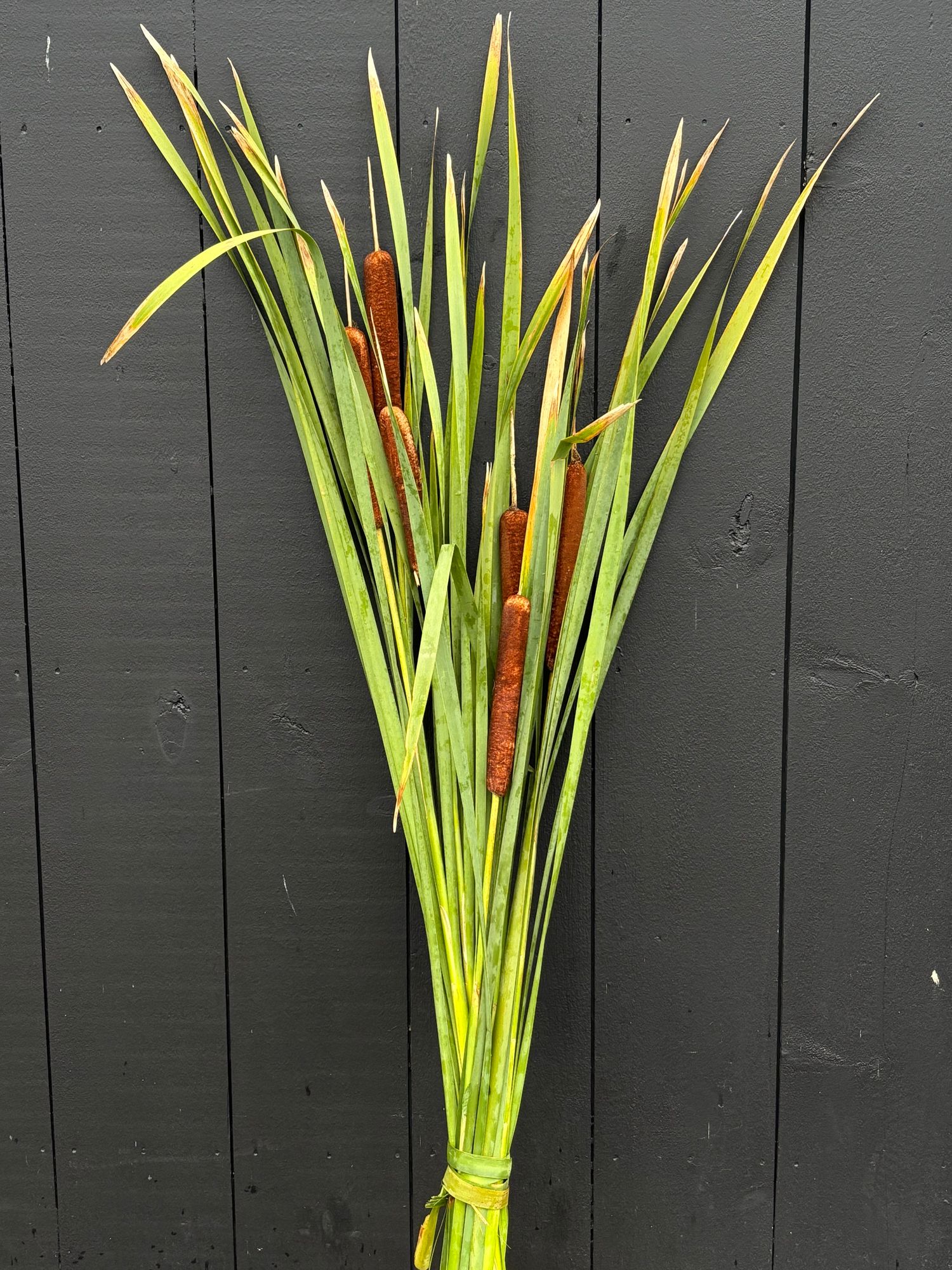 PHLEUM pratense