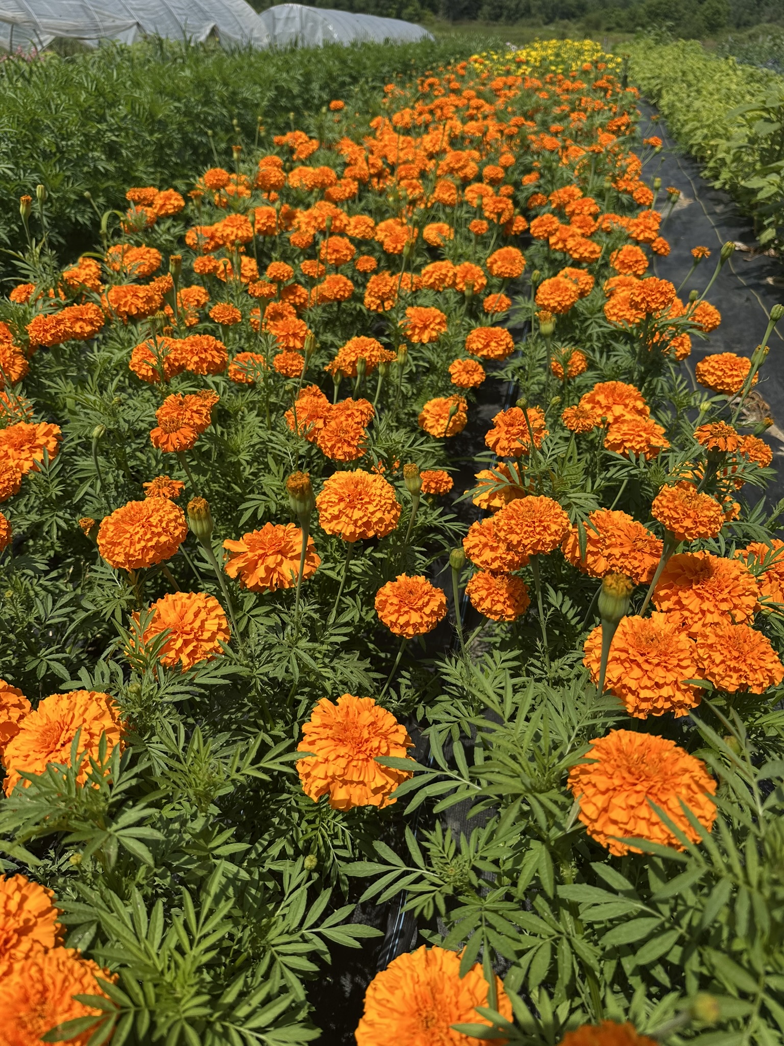 TAGETES erecta Coco Gold