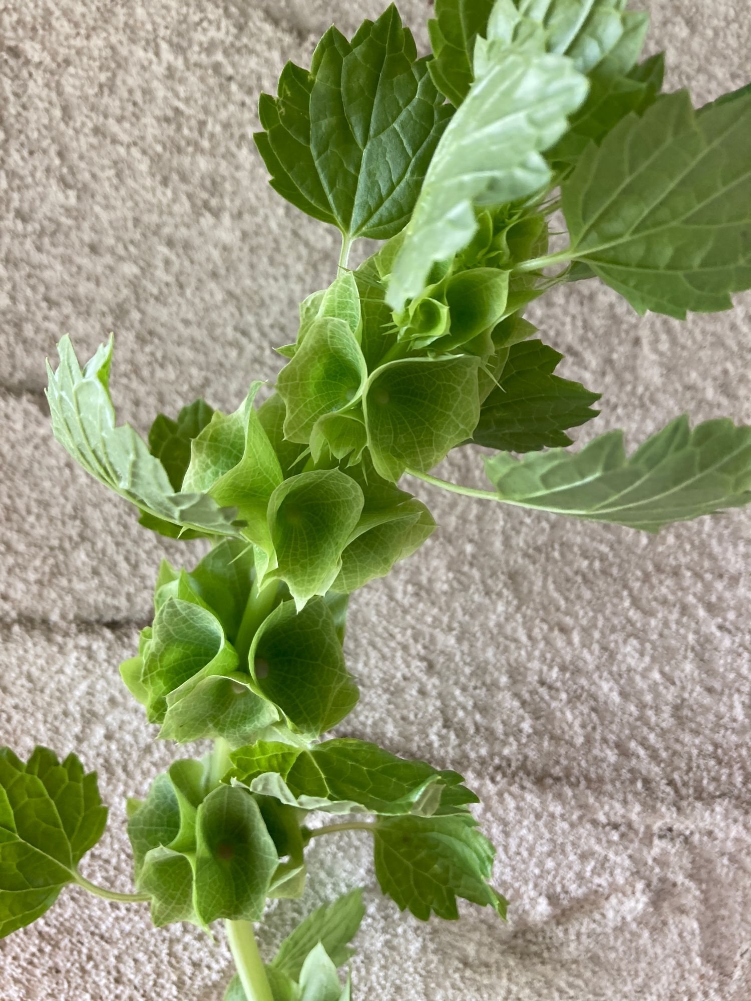 MOLUCCELLA laevis