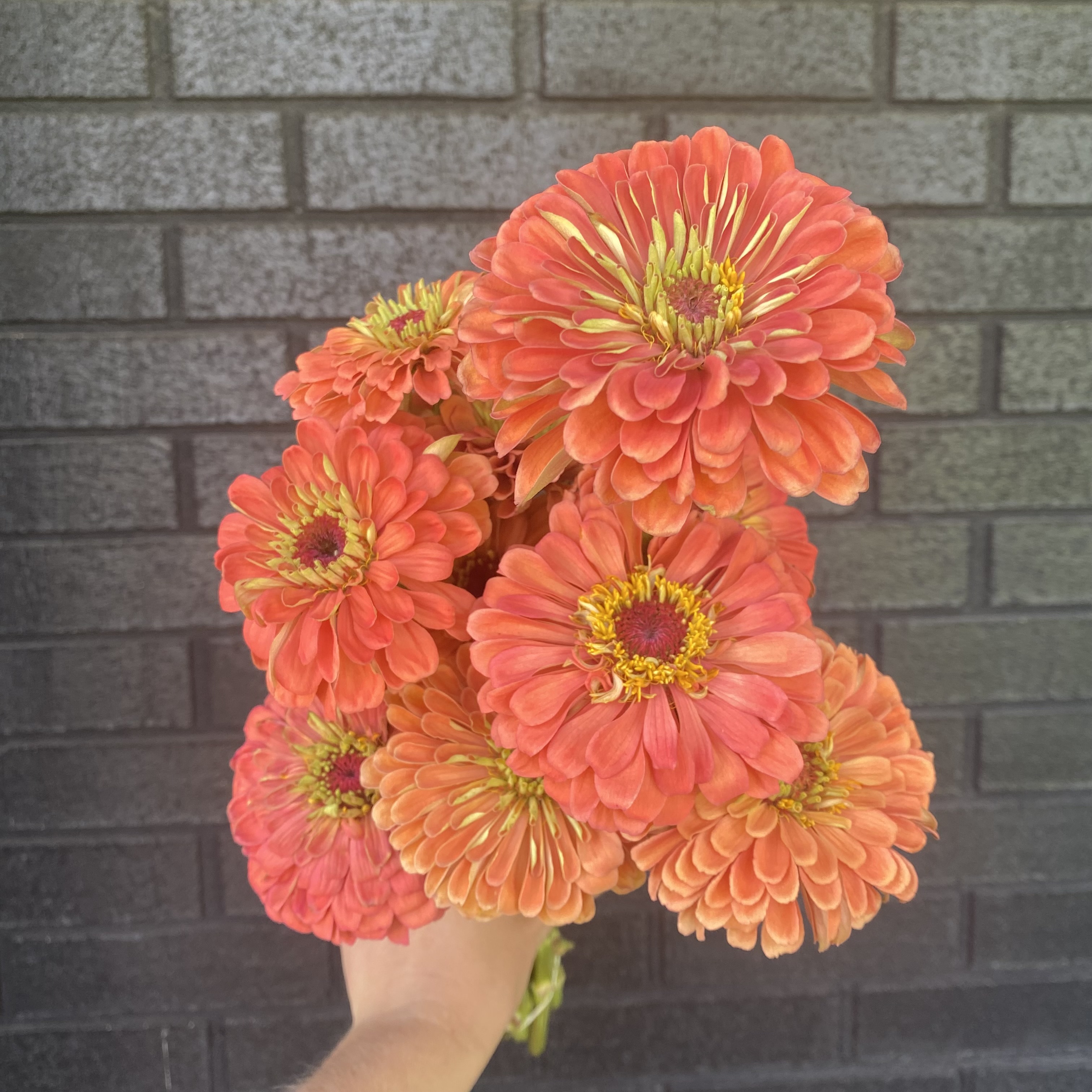 ZINNIA elegans Benary's Giant Salmon Rose