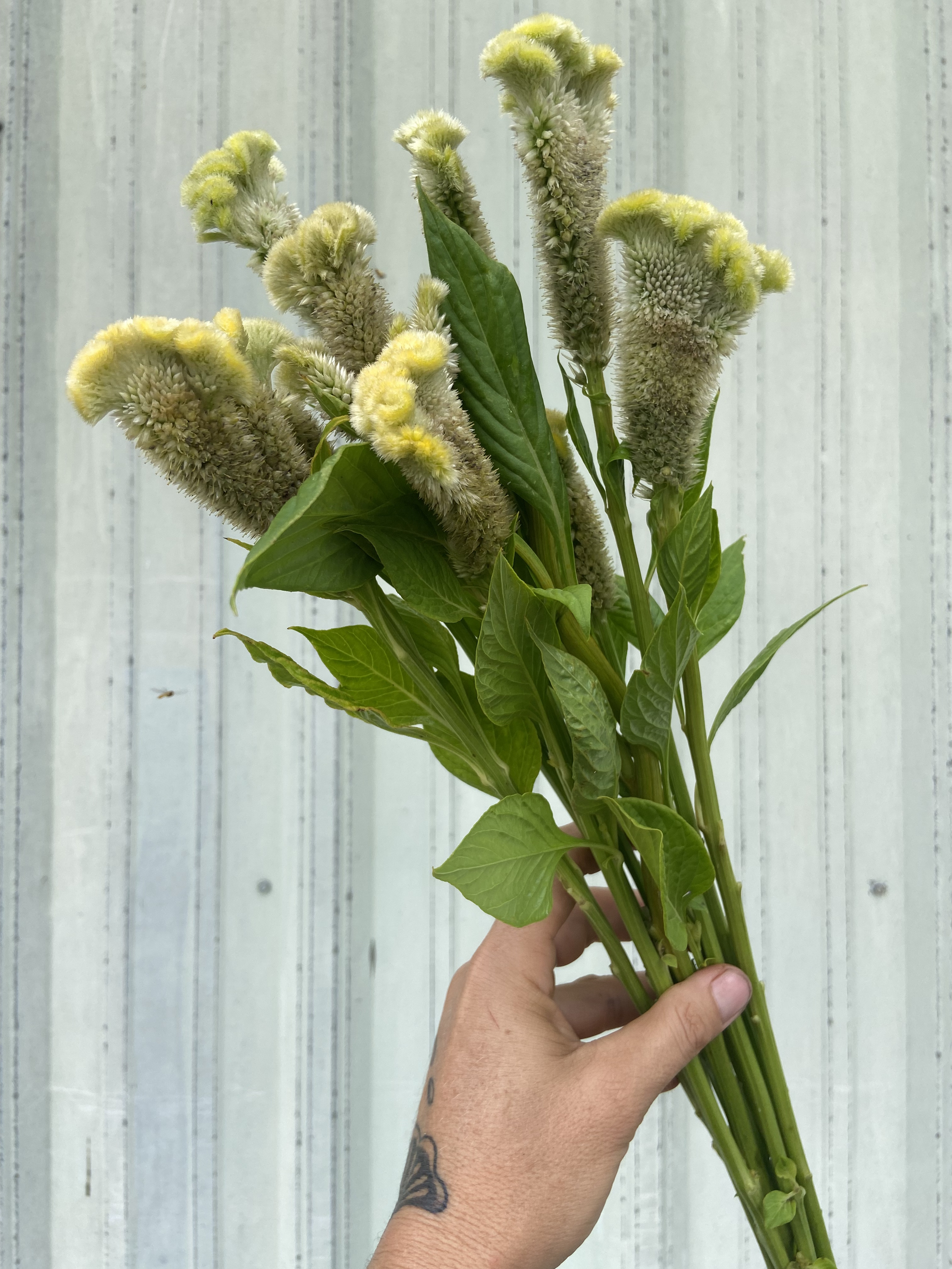 CELOSIA argentea var. cristata Cramer's Lemon-Lime