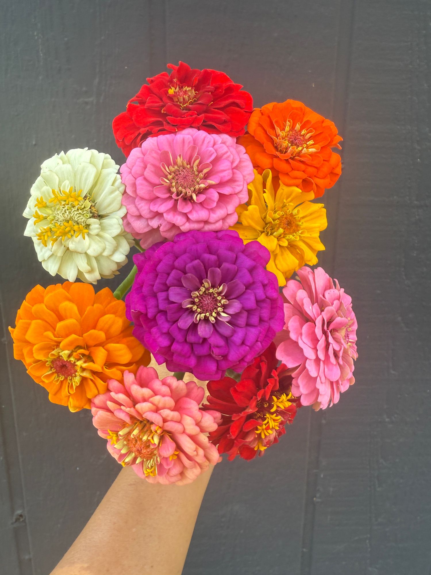 ZINNIA elegans Oklahoma Series