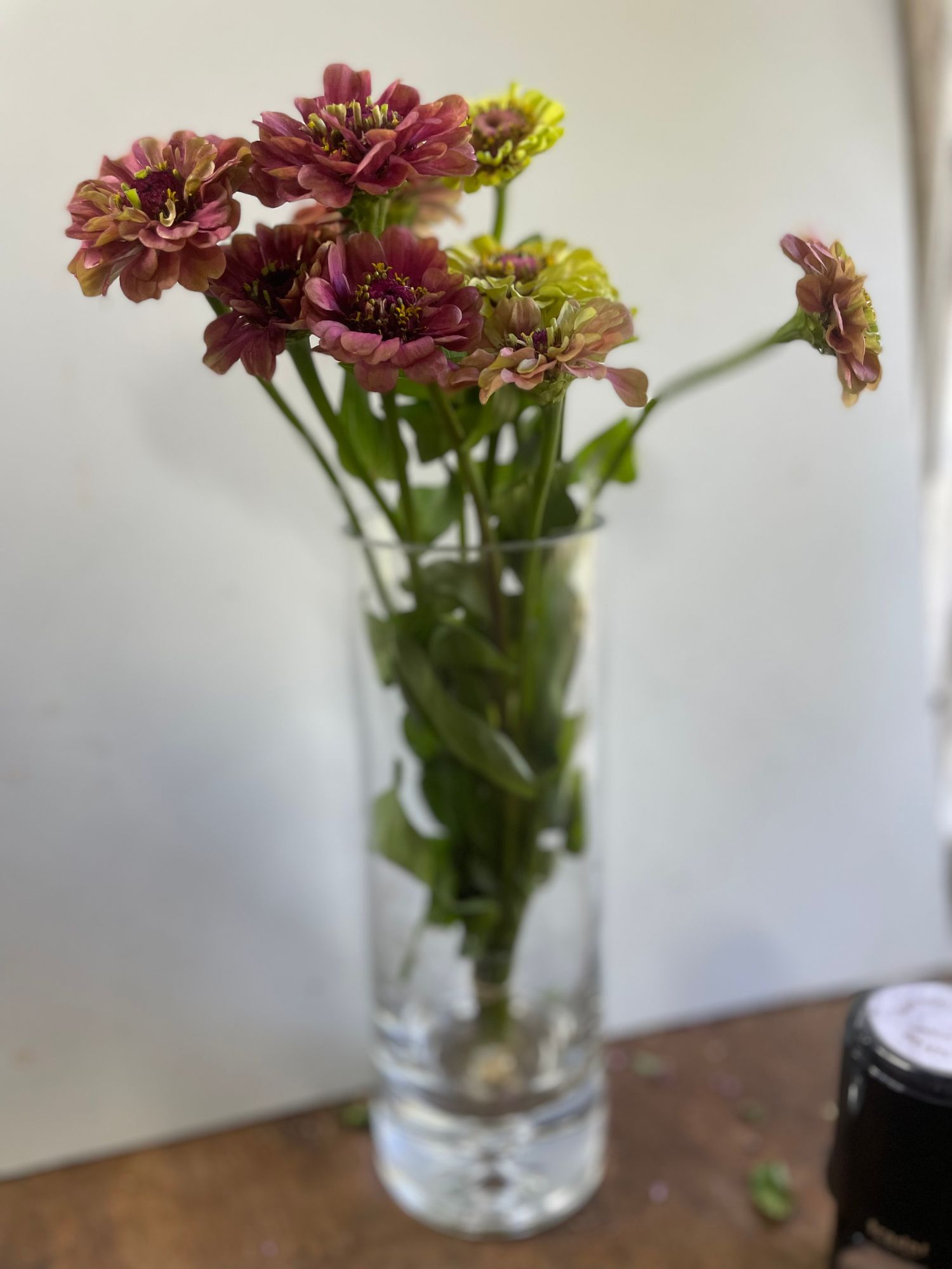 ZINNIA elegans Queeny Lime